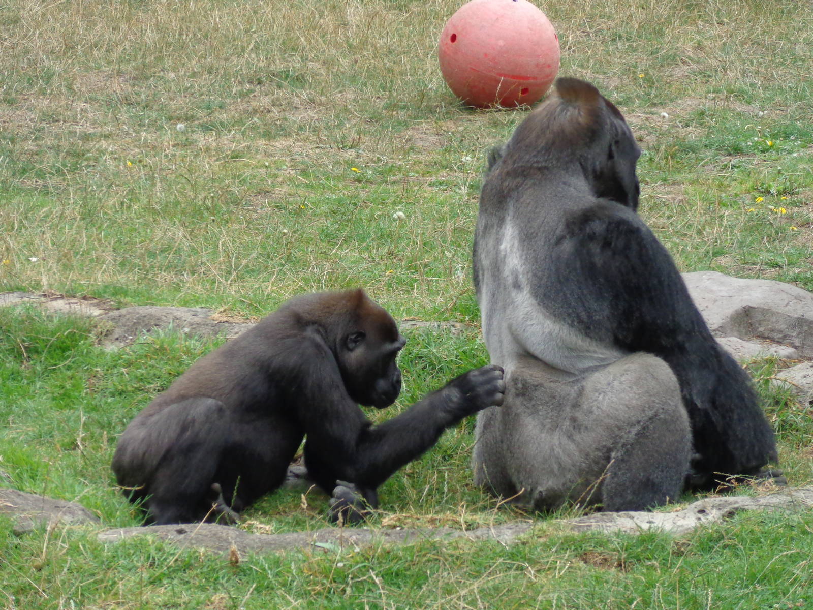 Hasani and Oscar-Jonesy