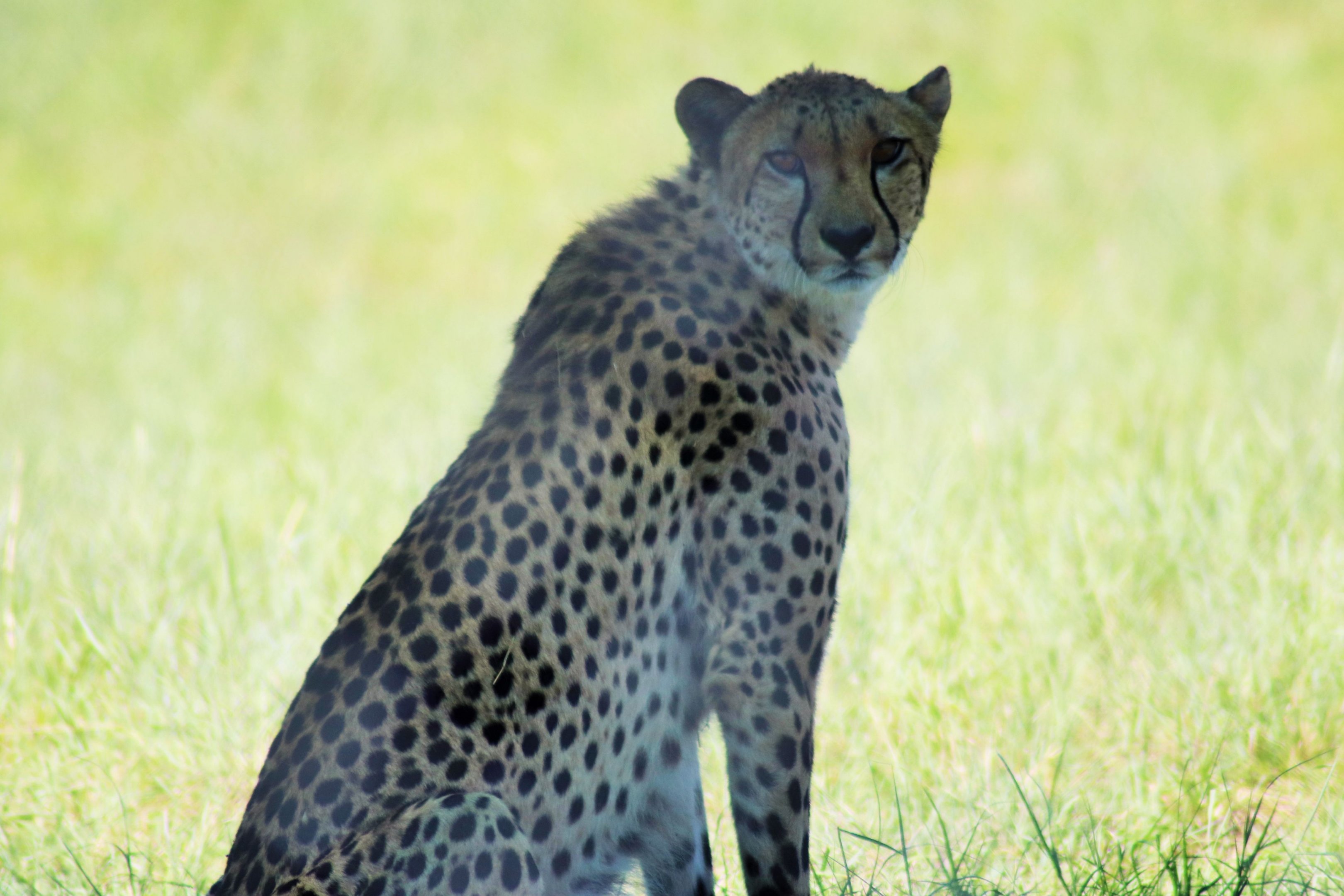 'Hasani' the Cheetah (Acinonyx jubatus)