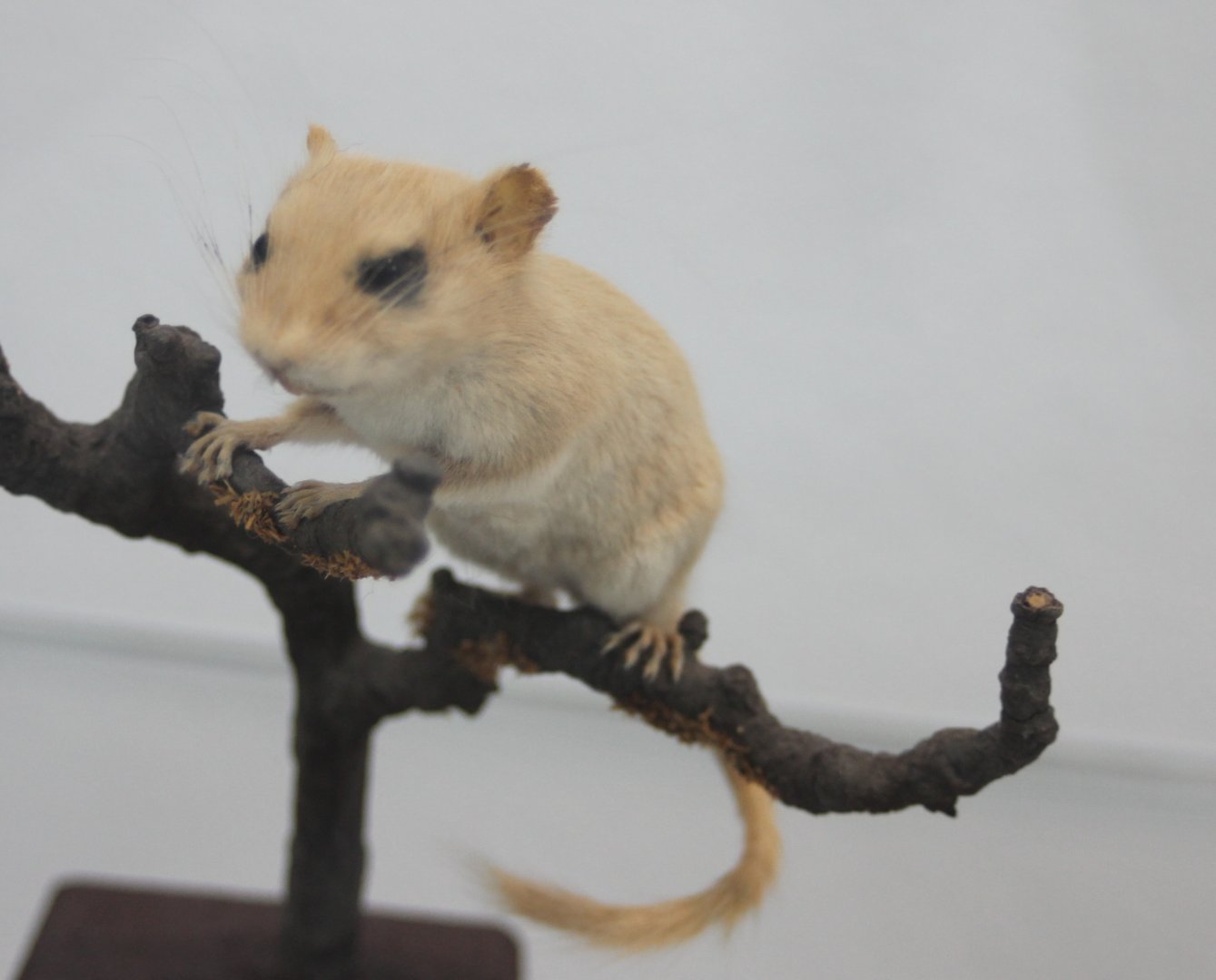 Hasel dormouse