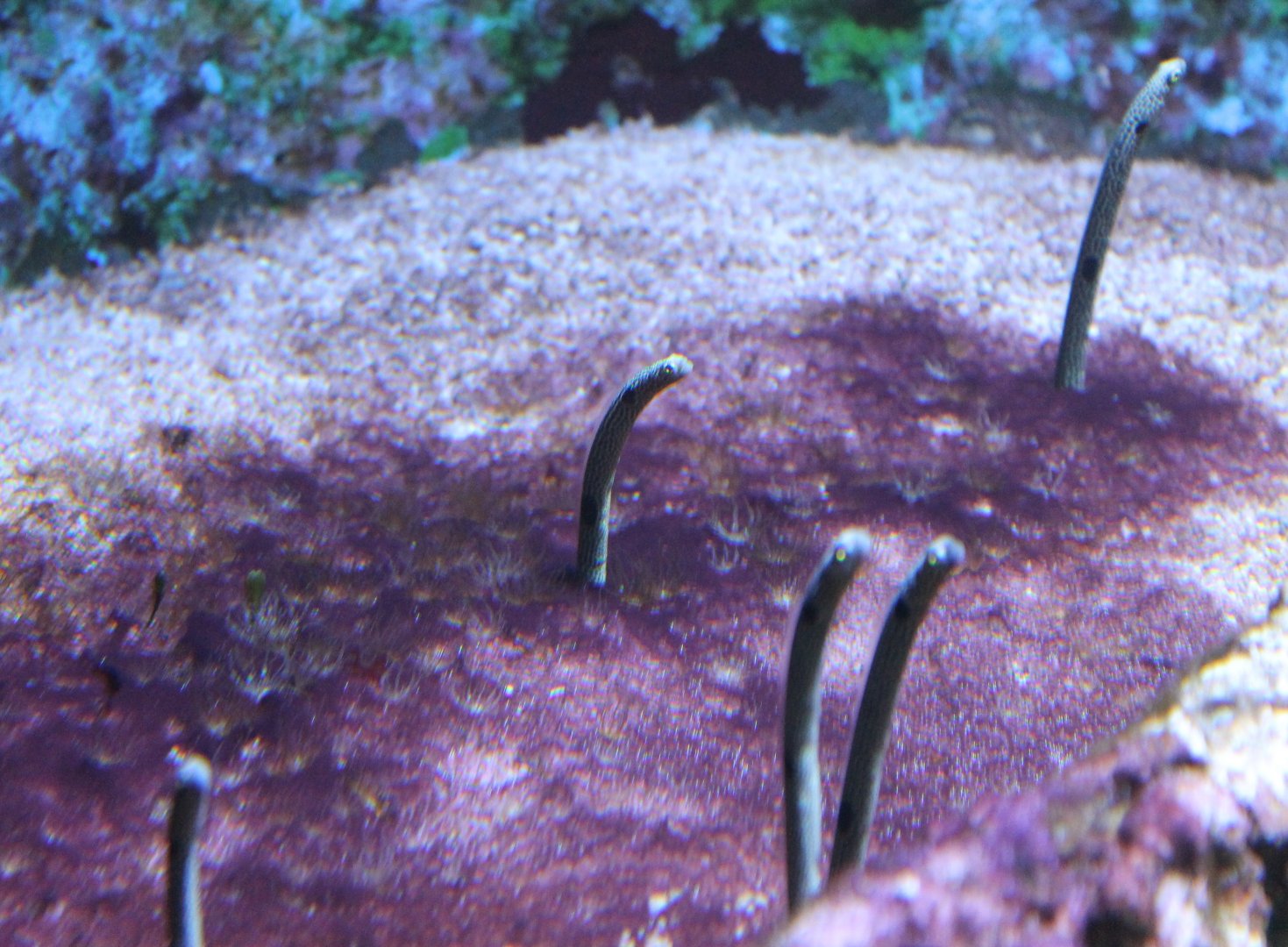 Hass tube-eels - Heteroconger hassi