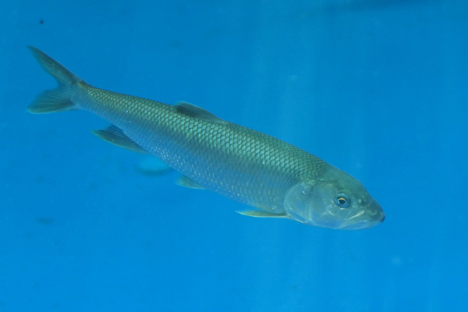 Hasu (Opsariichthys uncirostris uncirostris) - Lake Biwa Museum