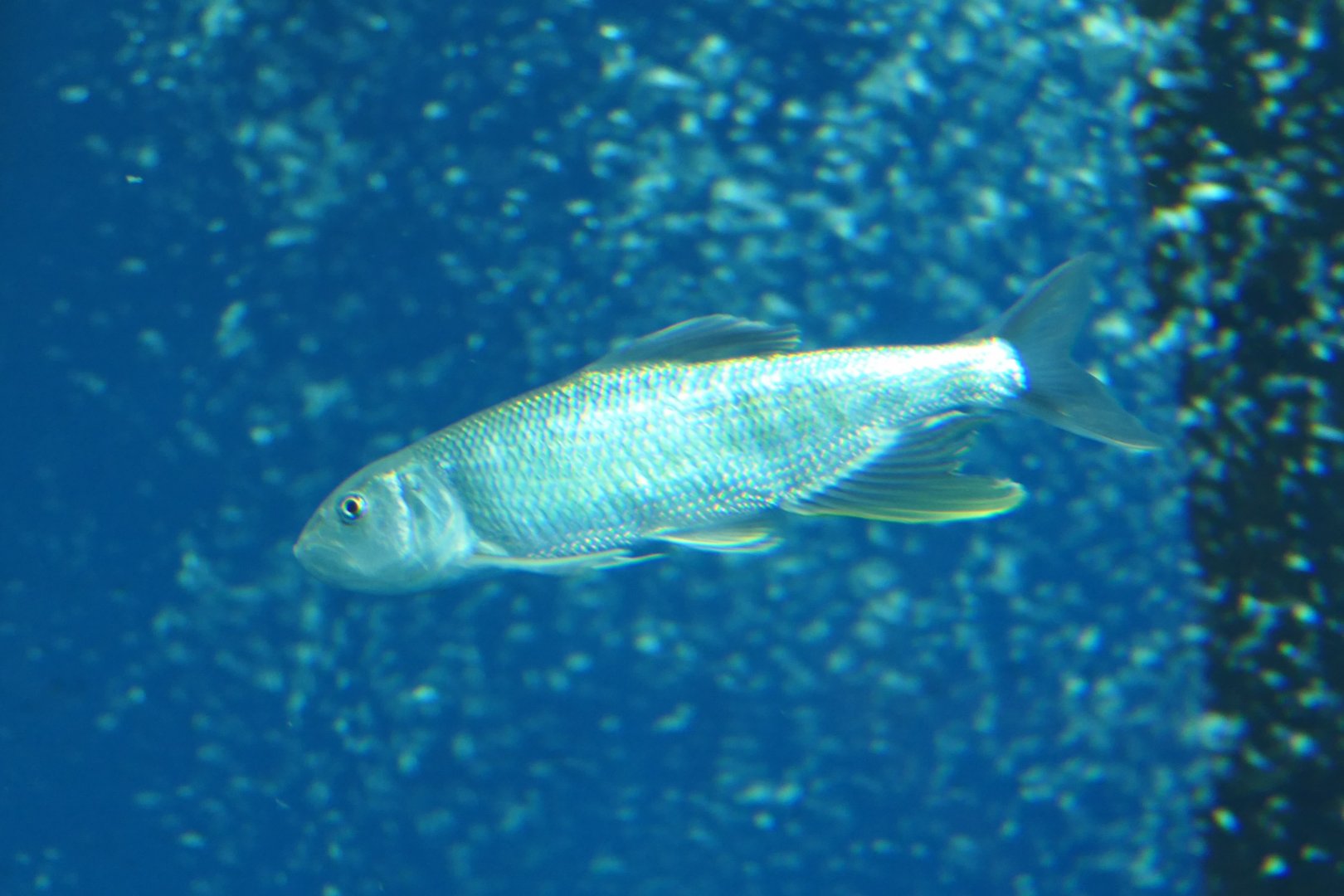 Hasu (Opsariichthys uncirostris uncirostris) - Lake Biwa Museum