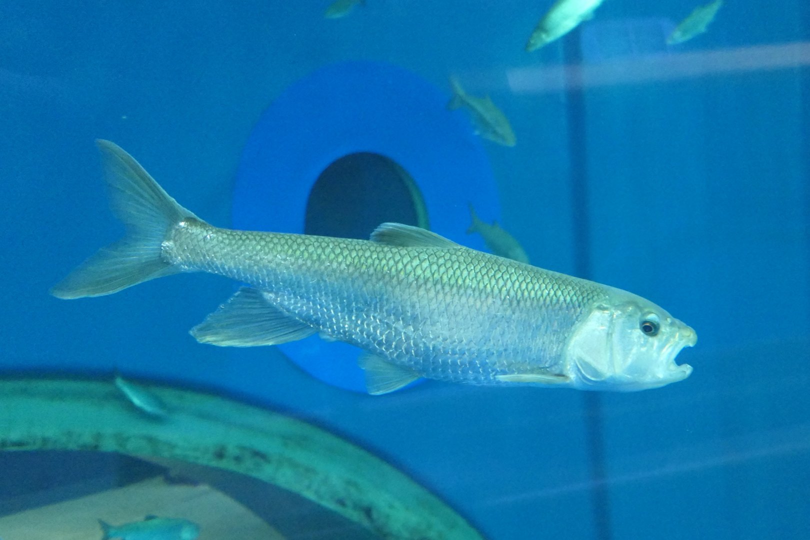 Hasu (Opsariichthys uncirostris uncirostris) - Lake Biwa Museum