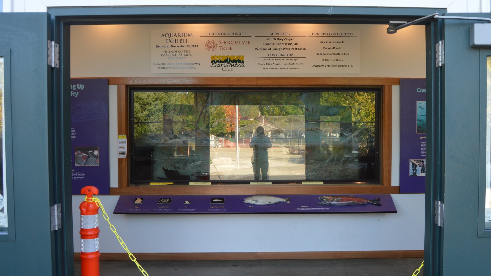 Hatchery Aquarium - Issaquah Salmon Hatchery