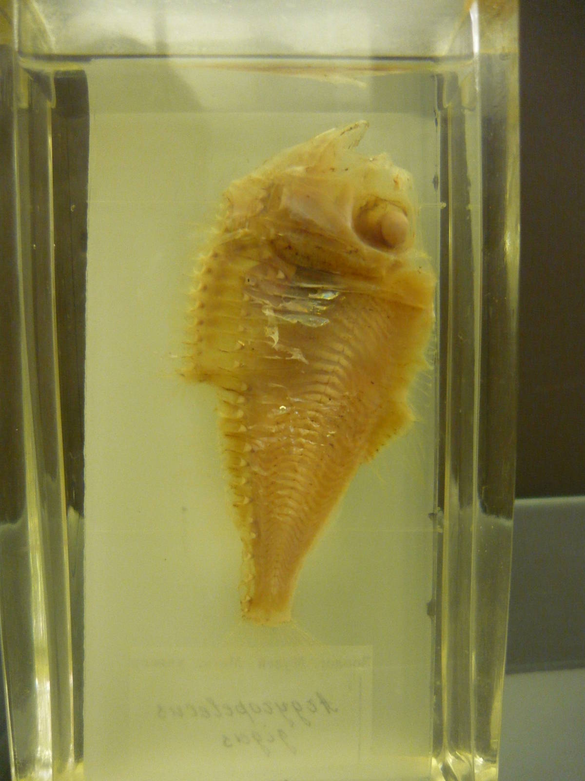 Hatchetfish wet specimen