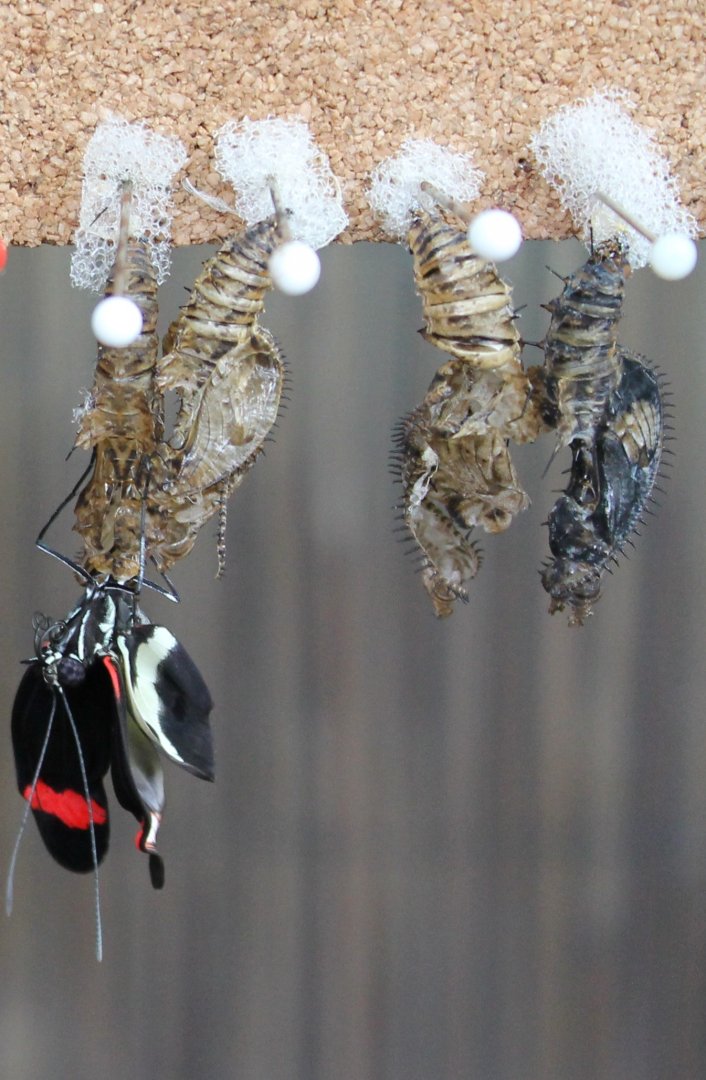 Hatching and Pupas Haliconius