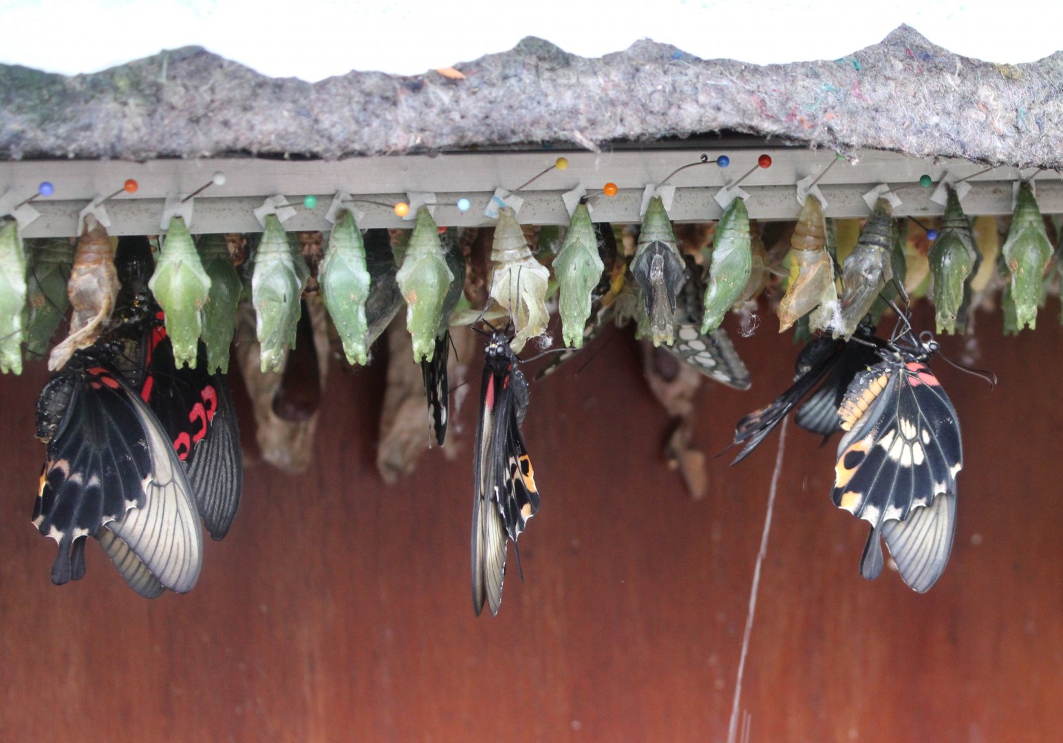 Hatching butterflies