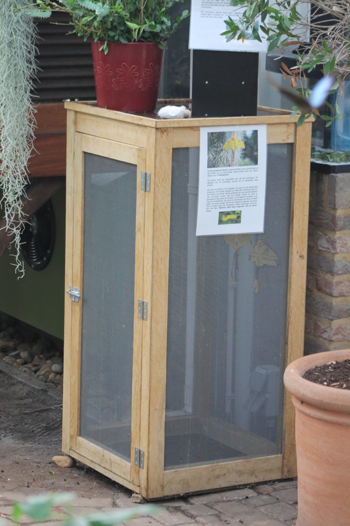 Hatching-cage Moon-moth