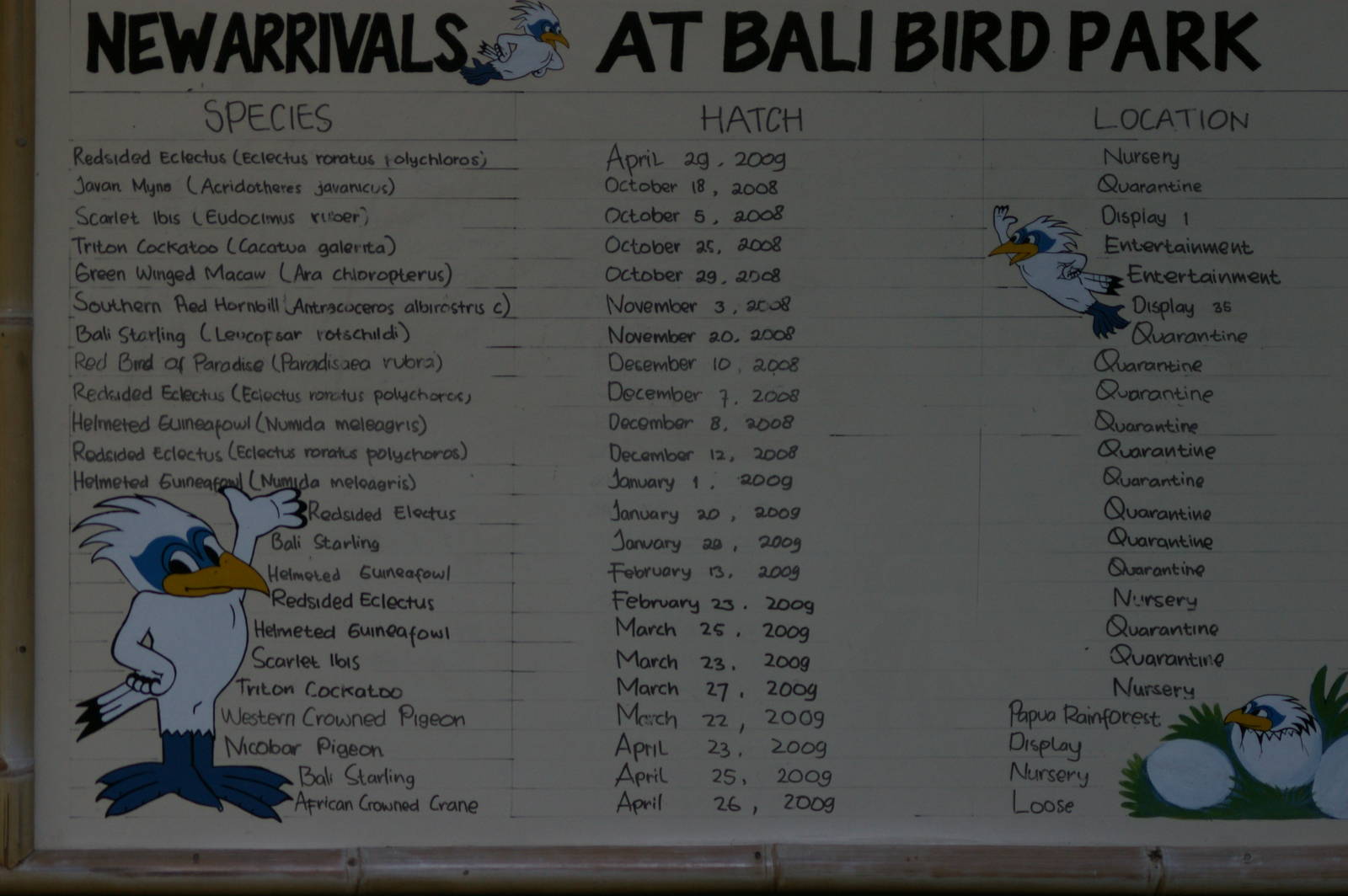 hatchings at Bali Bird Park