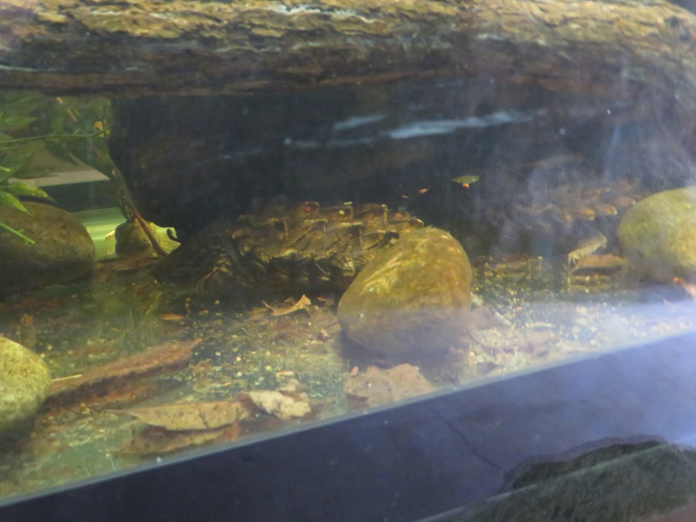 Hatchling Alligator Snapping Turtles