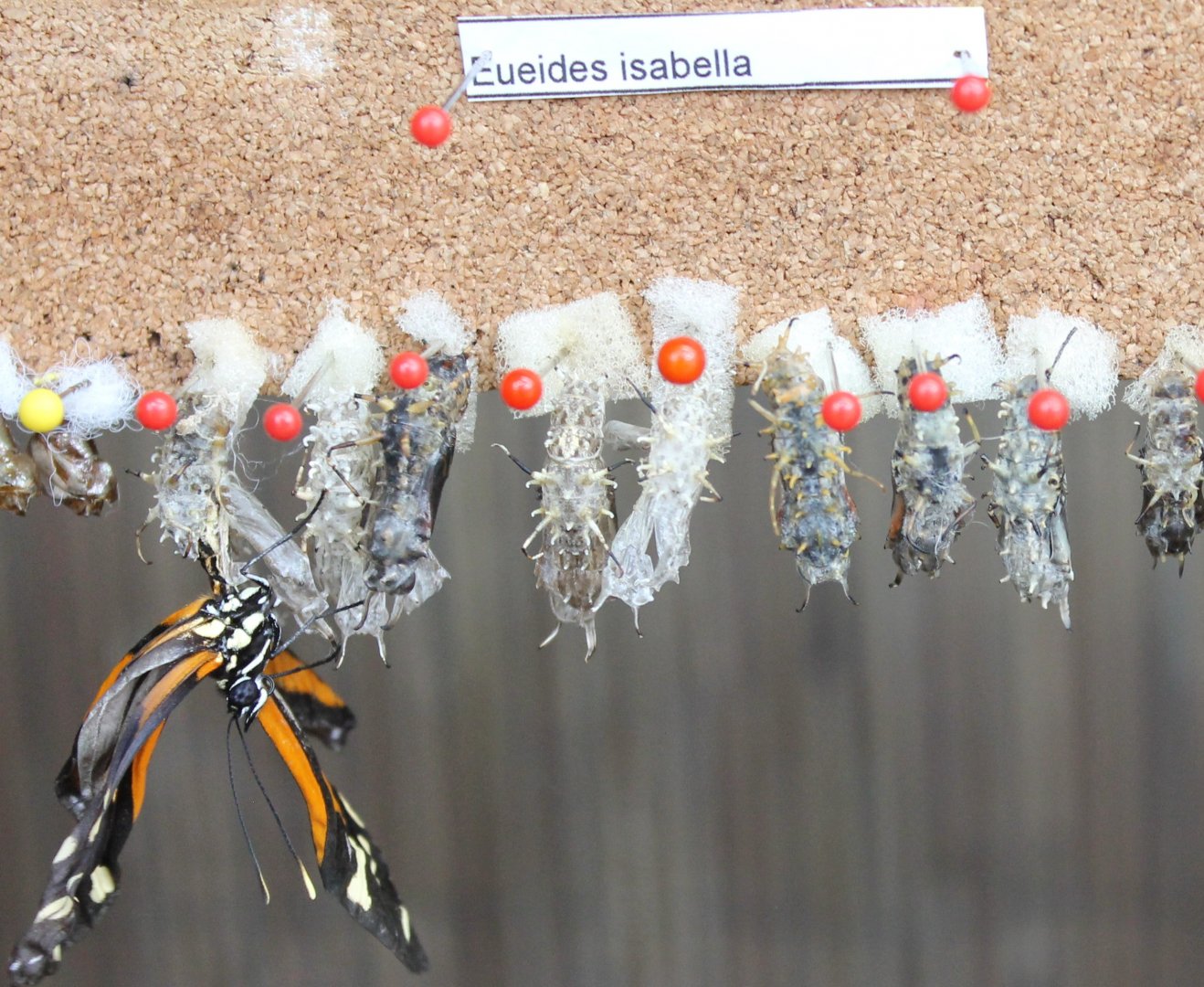 Hatchling and Pupas Eueides isabella