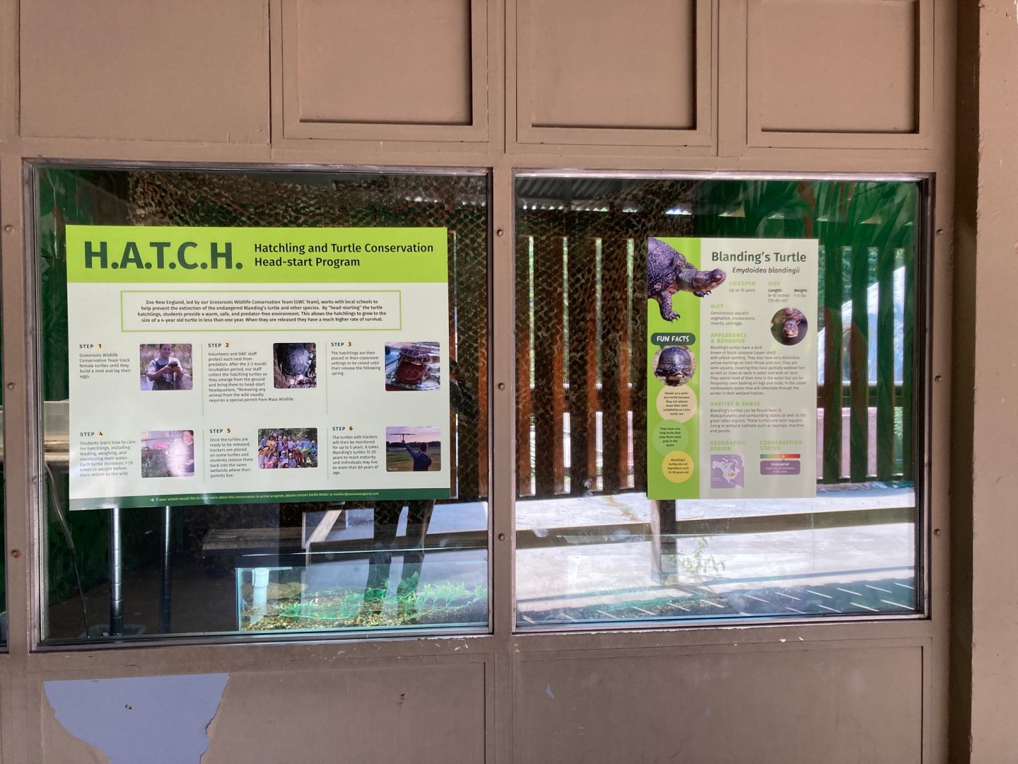 Hatchling and Turtle Conservation Head-Start Program (HATCH for short)