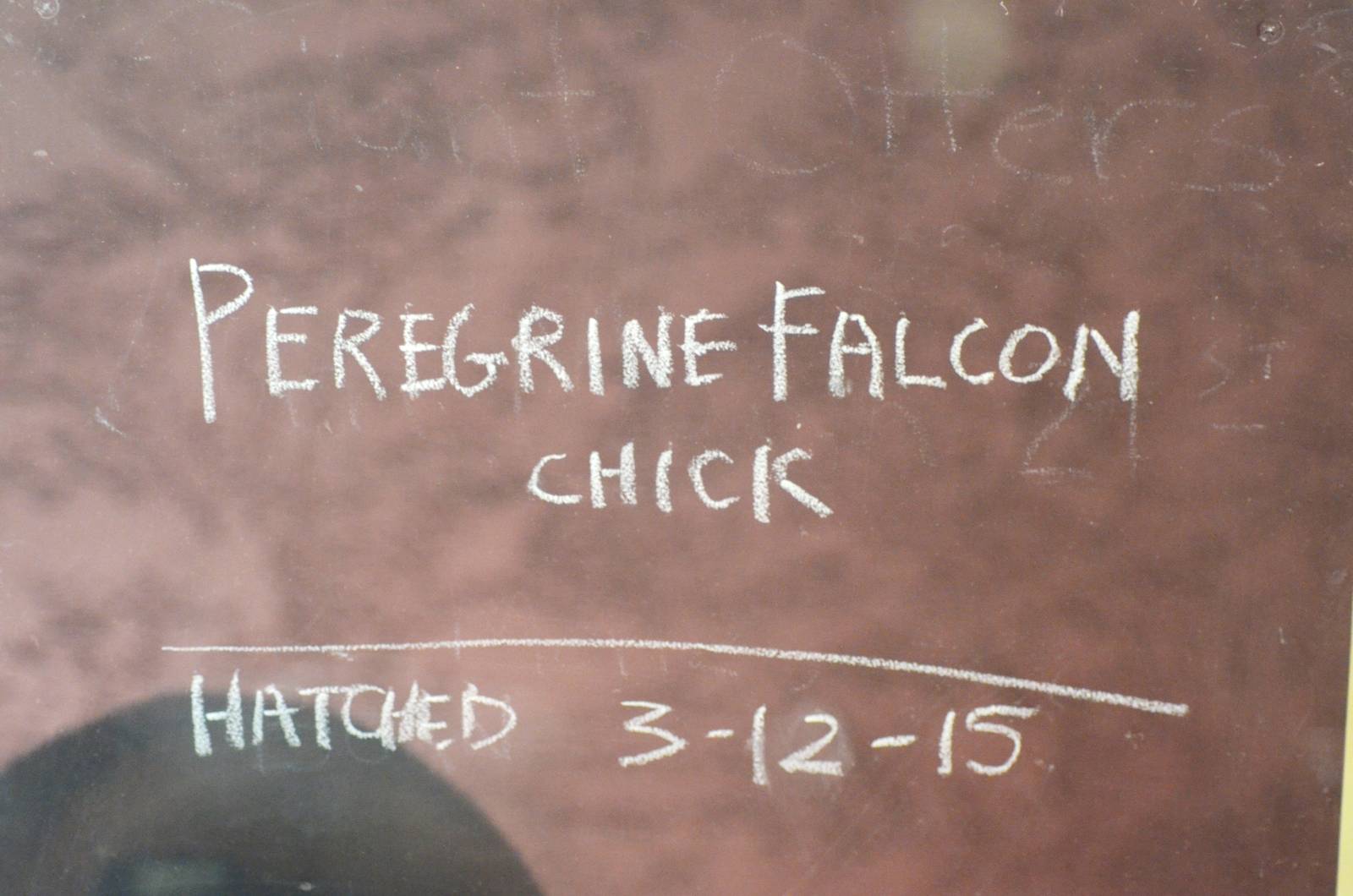 Hatchling Announcement