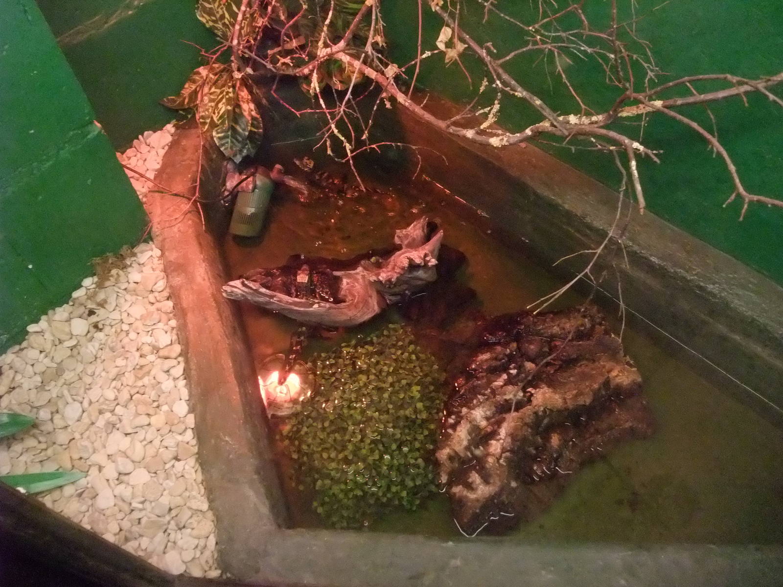 Hatchling Dwarf Croc Exhibit at Crocodiles of the World, 05/02/12