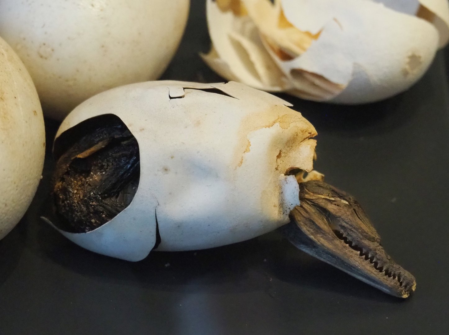 Hatchling Nile crocodile (Crocodylus niloticus) specimen in egg, 2021-10-20