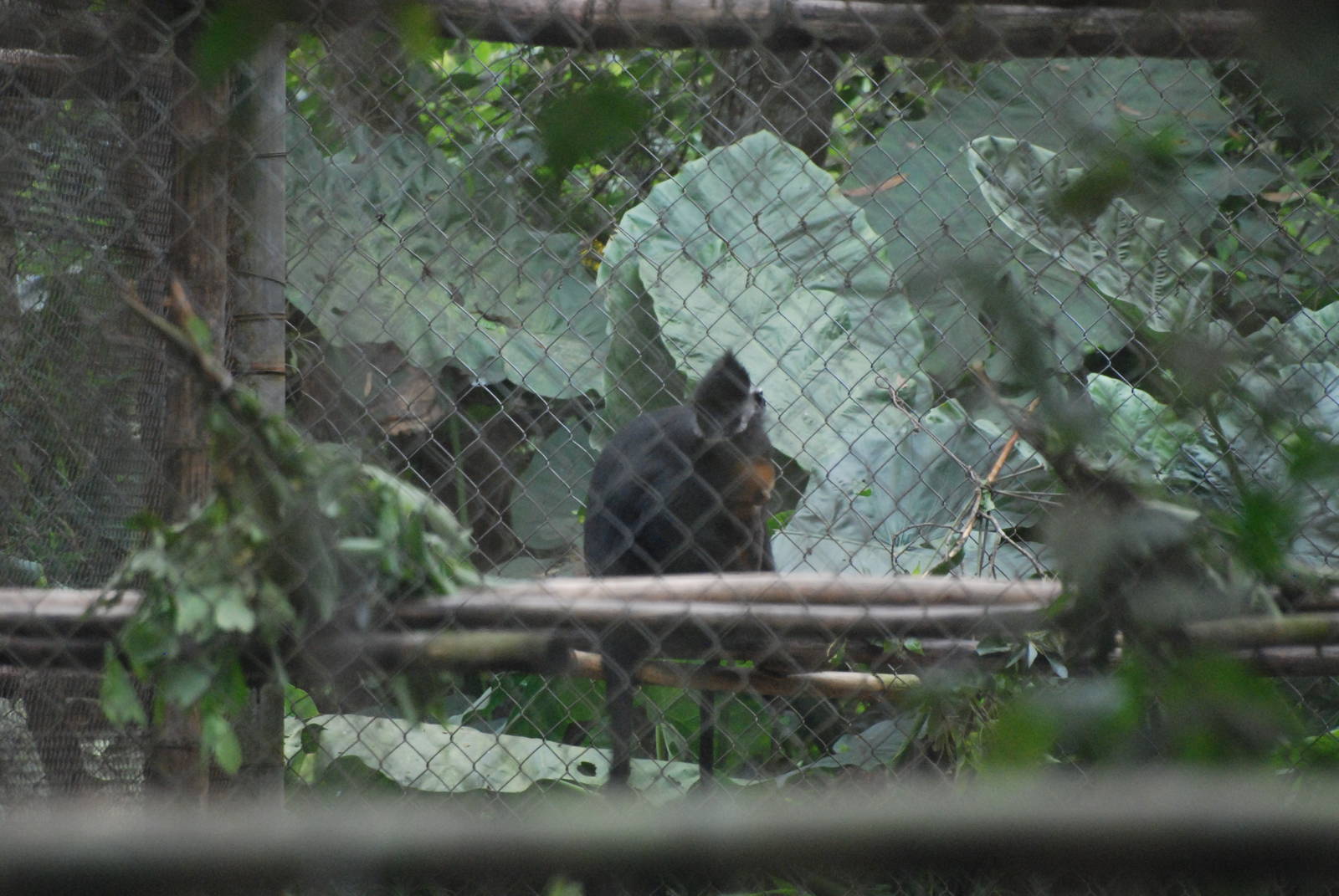 Hatinh Langur and Young at EPRC Cuc Phuong, 10/03/12