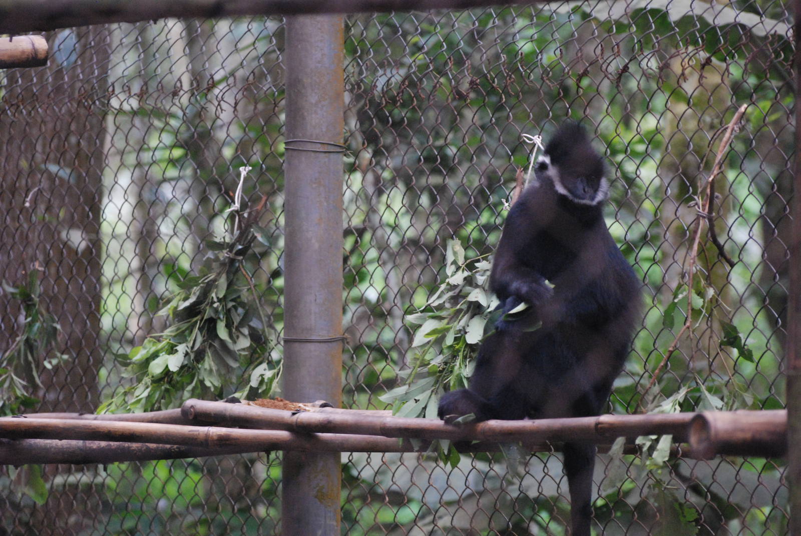Hatinh Langur at EPRC Cuc Phuong, 10/03/12