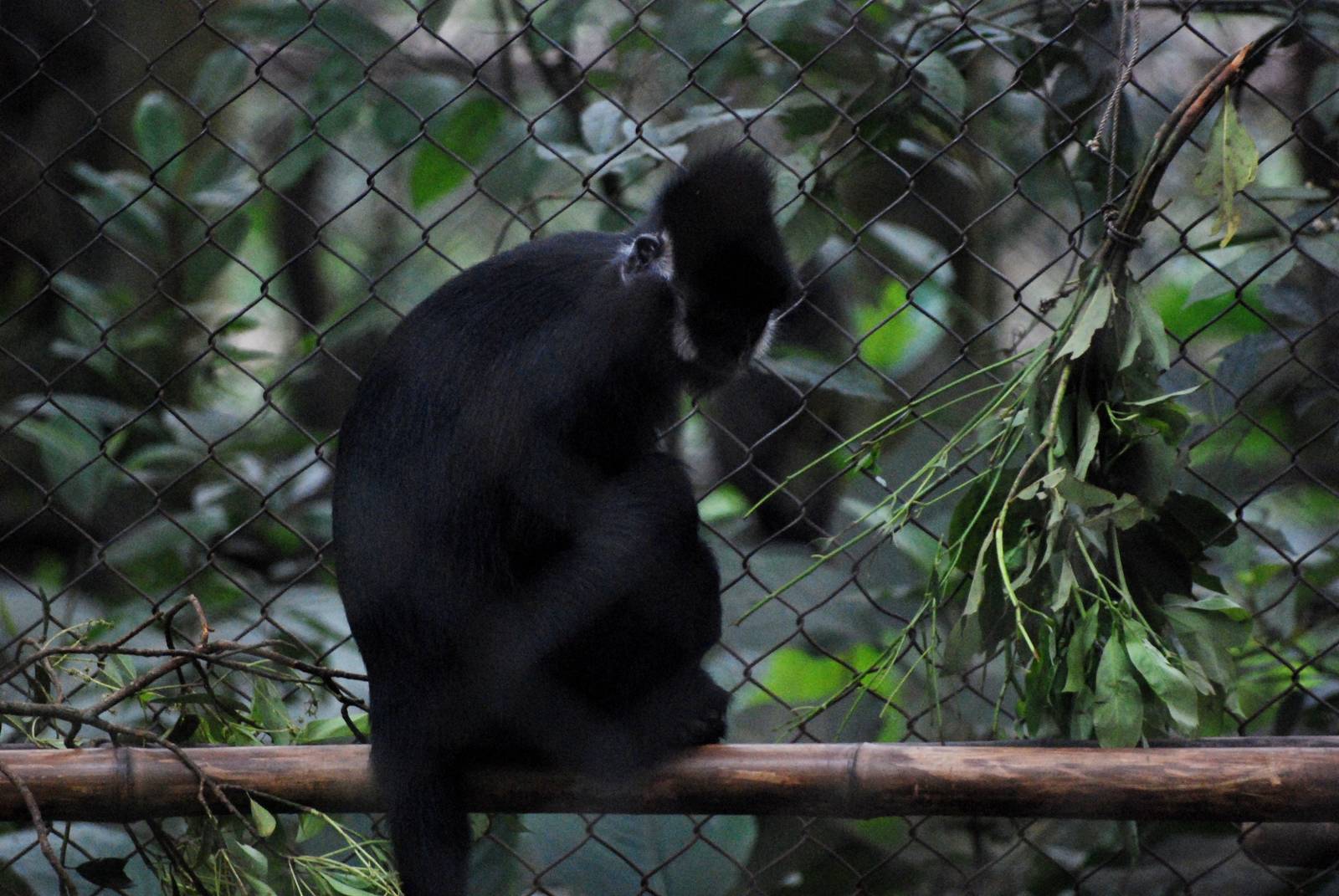 Hatinh Langur at EPRC Cuc Phuong, 10/03/12
