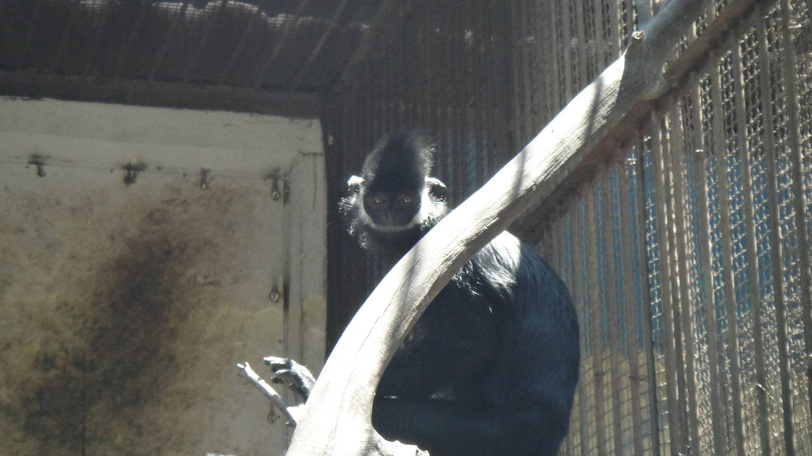 Hatinh langur at Kunming zoo 2014-5-13
