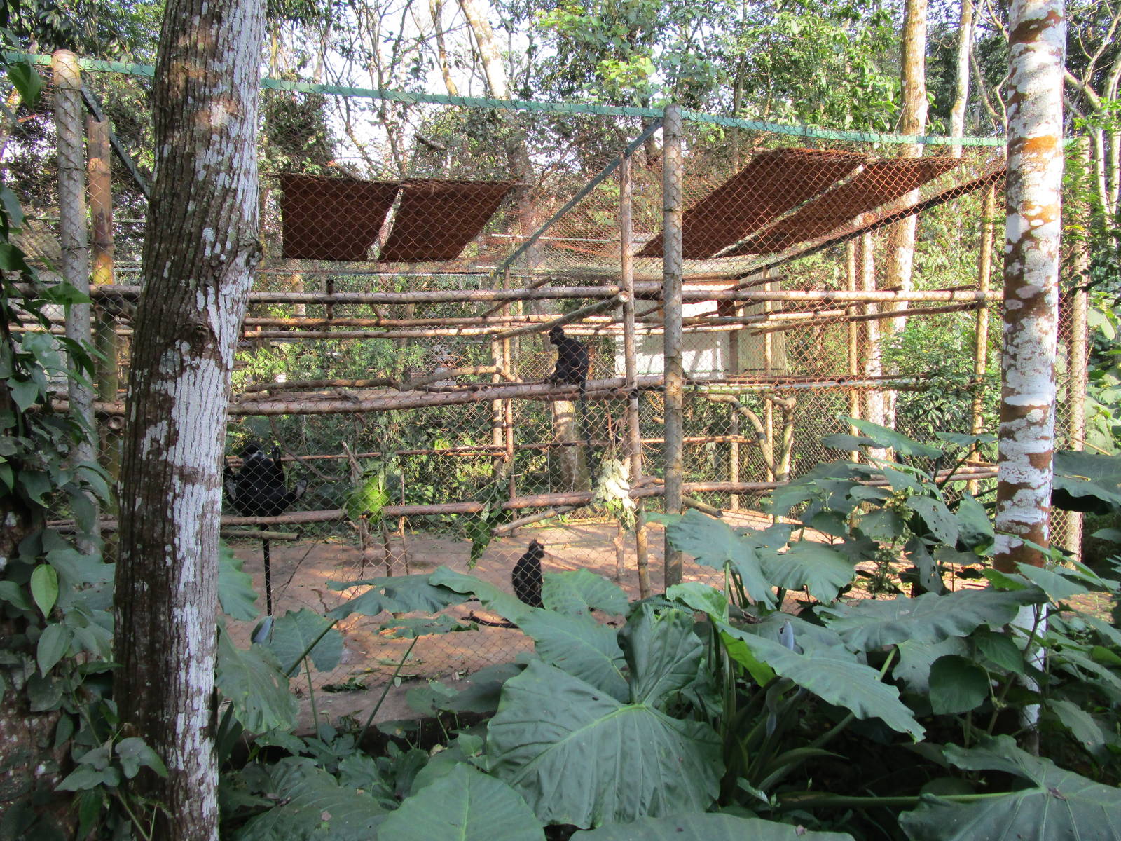 Hatinh Langur Enclosure