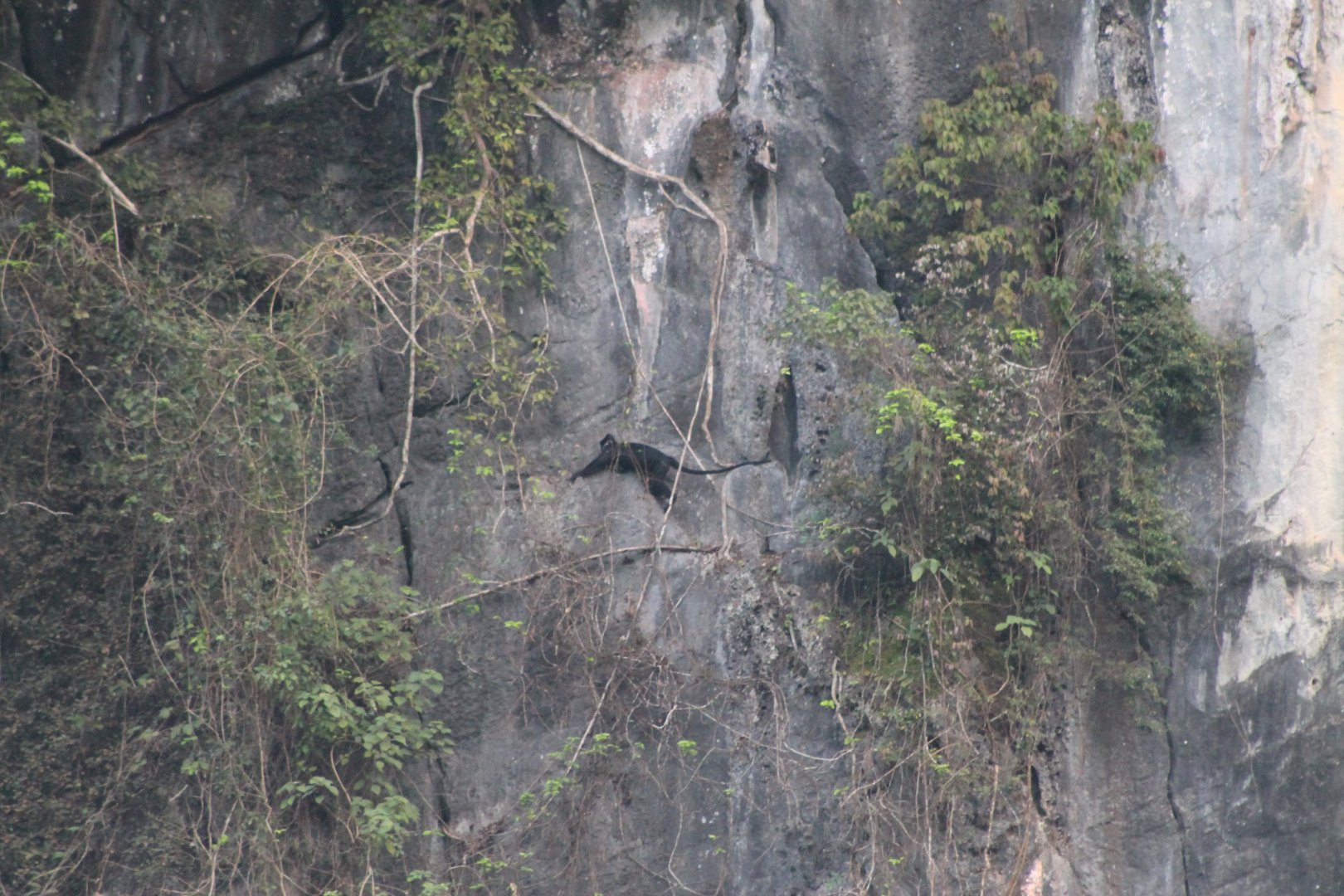 Hatinh Langur (Trachypithecus hatinhensis)