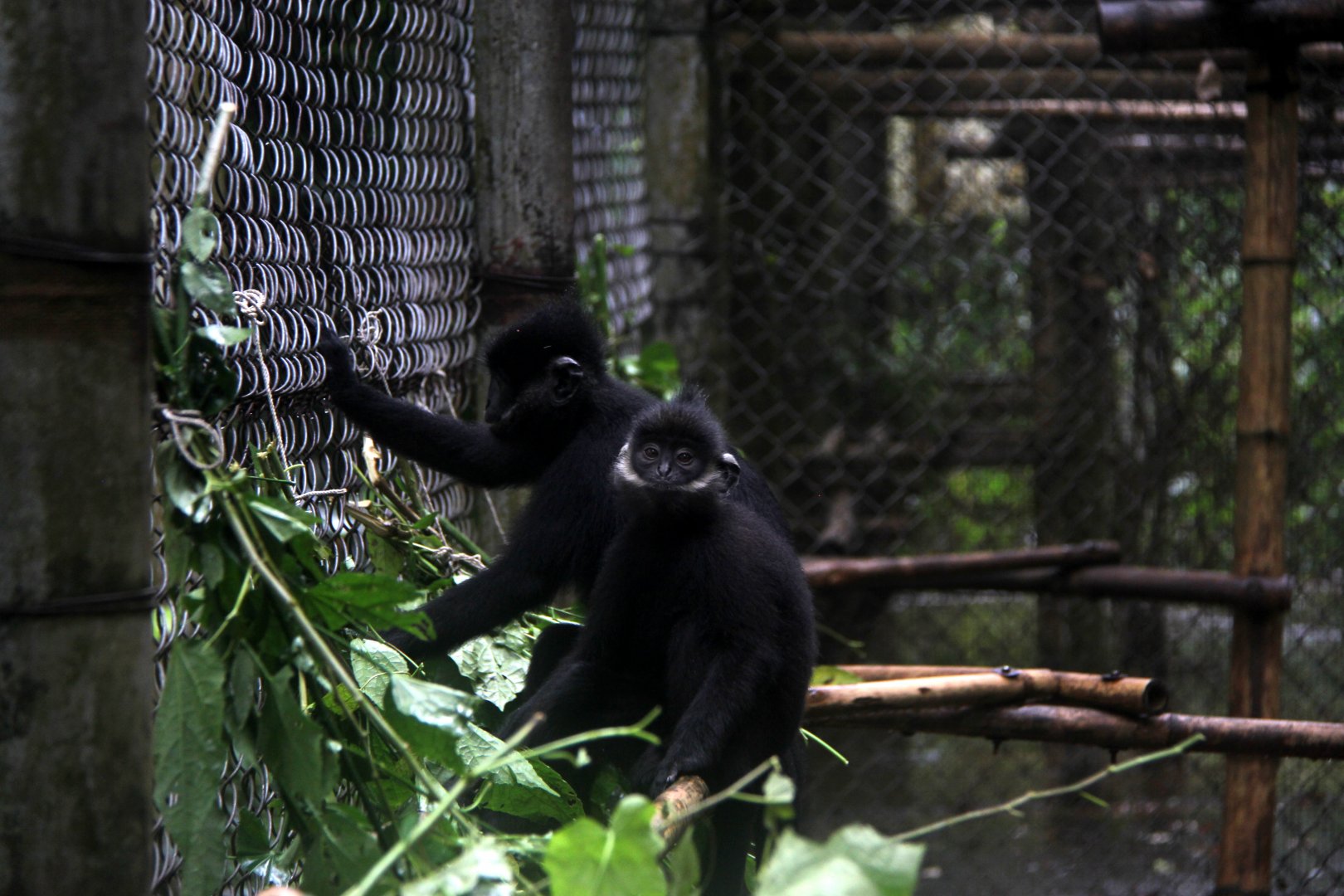 Hatinh langur (Trachypithecus hatinhensis)