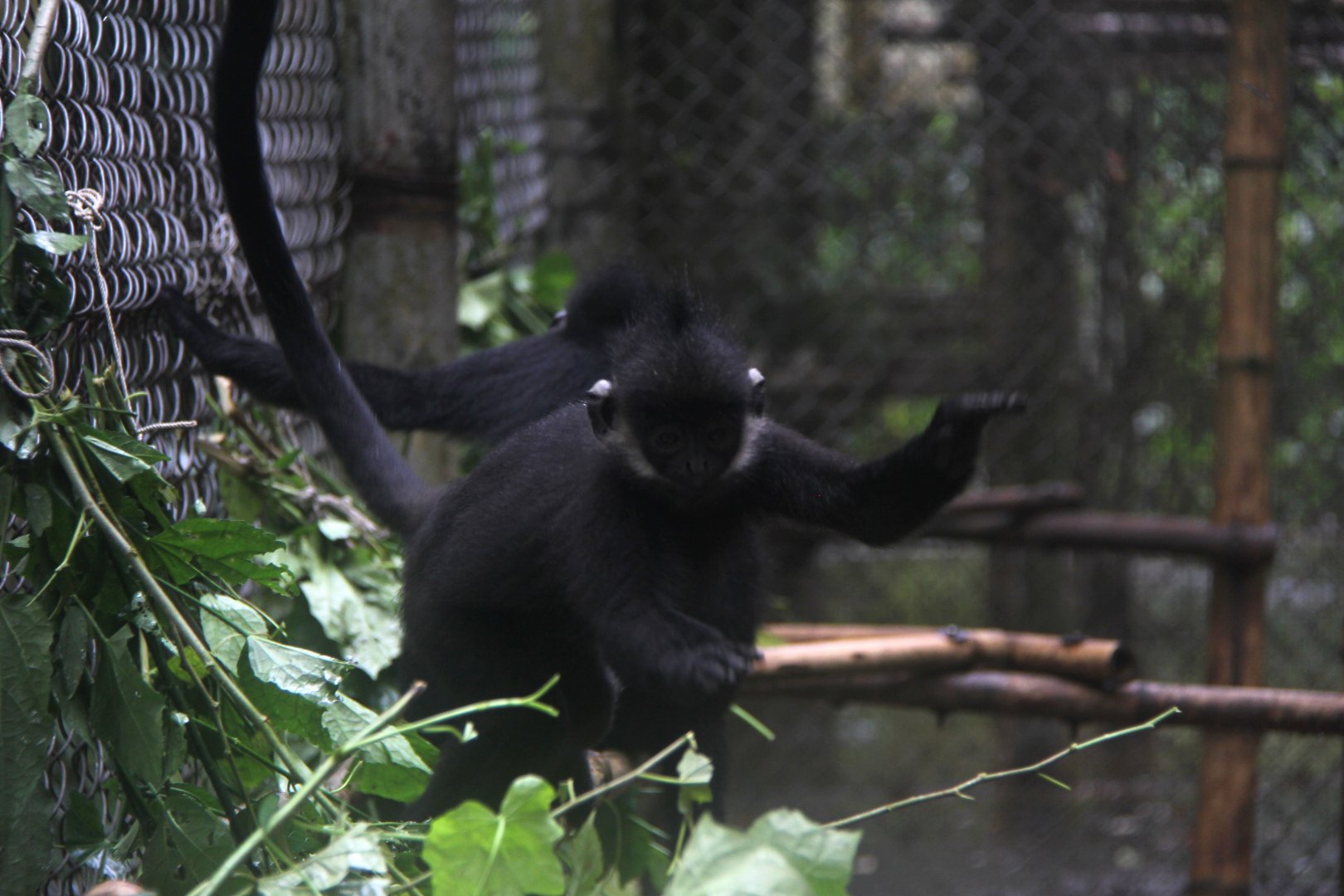 Hatinh langur (Trachypithecus hatinhensis)