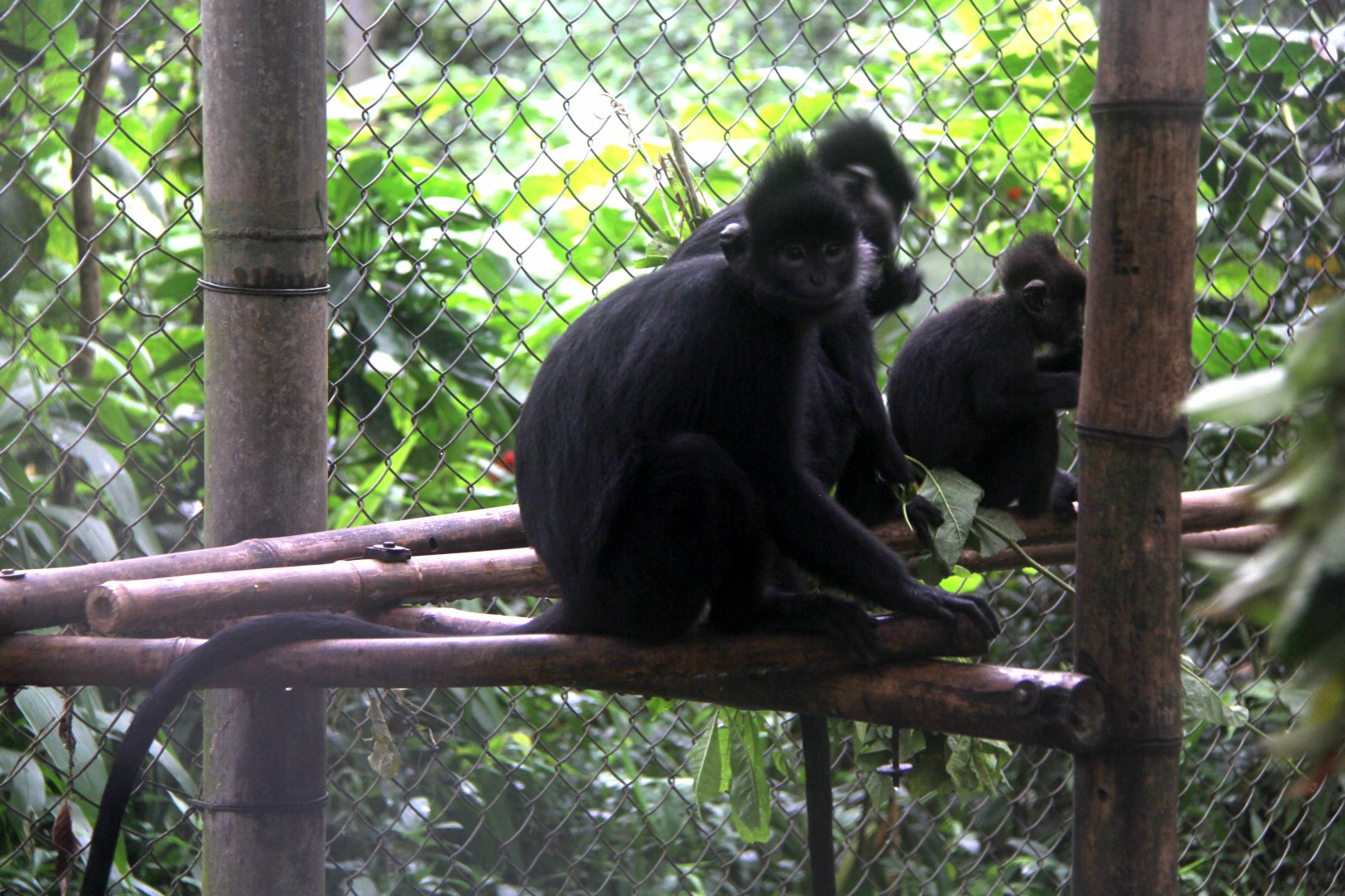 Hatinh langur (Trachypithecus hatinhensis)