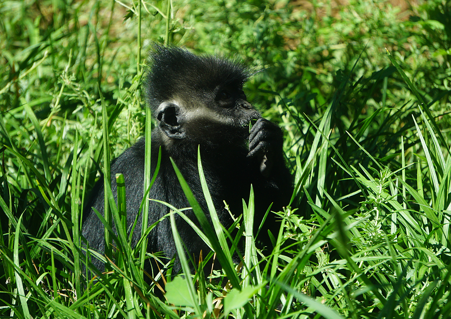 Hatinh Langur （Trachypithecus hatinhensis）？