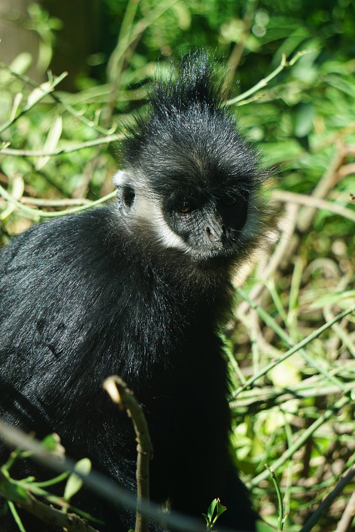 Hatinh Langur （Trachypithecus hatinhensis）？