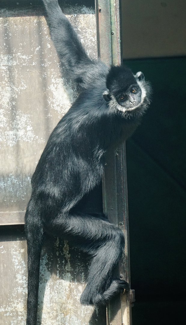 Hatinh langur (Trachypithecus hatinhensis)