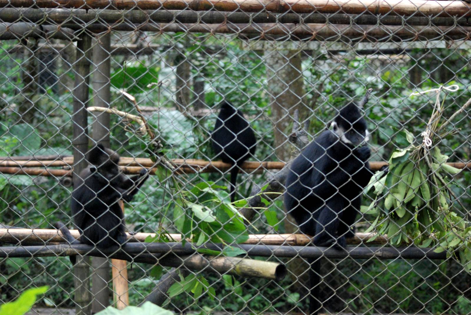 Hatinh Langurs at EPRC Cuc Phuong, 10/03/12