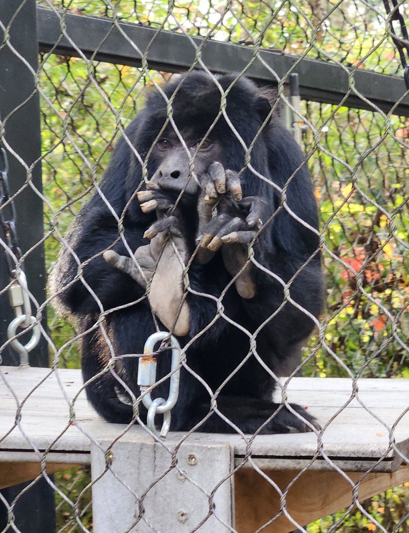 Hattiesburg Zoo - Black Howler Monkey