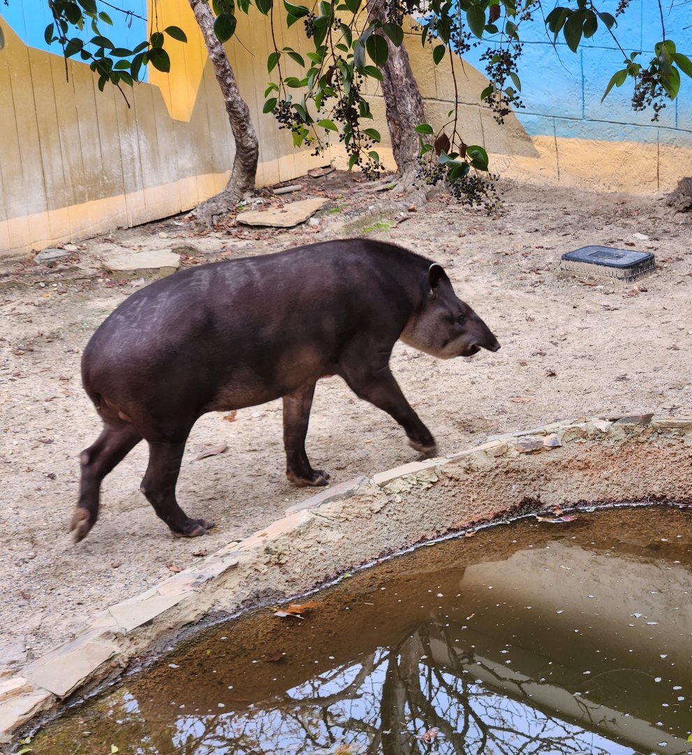 Hattiesburg Zoo - Brazilian Tapir
