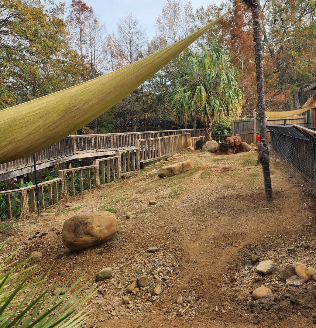 Hattiesburg Zoo - Chacoan Peccary enclosure