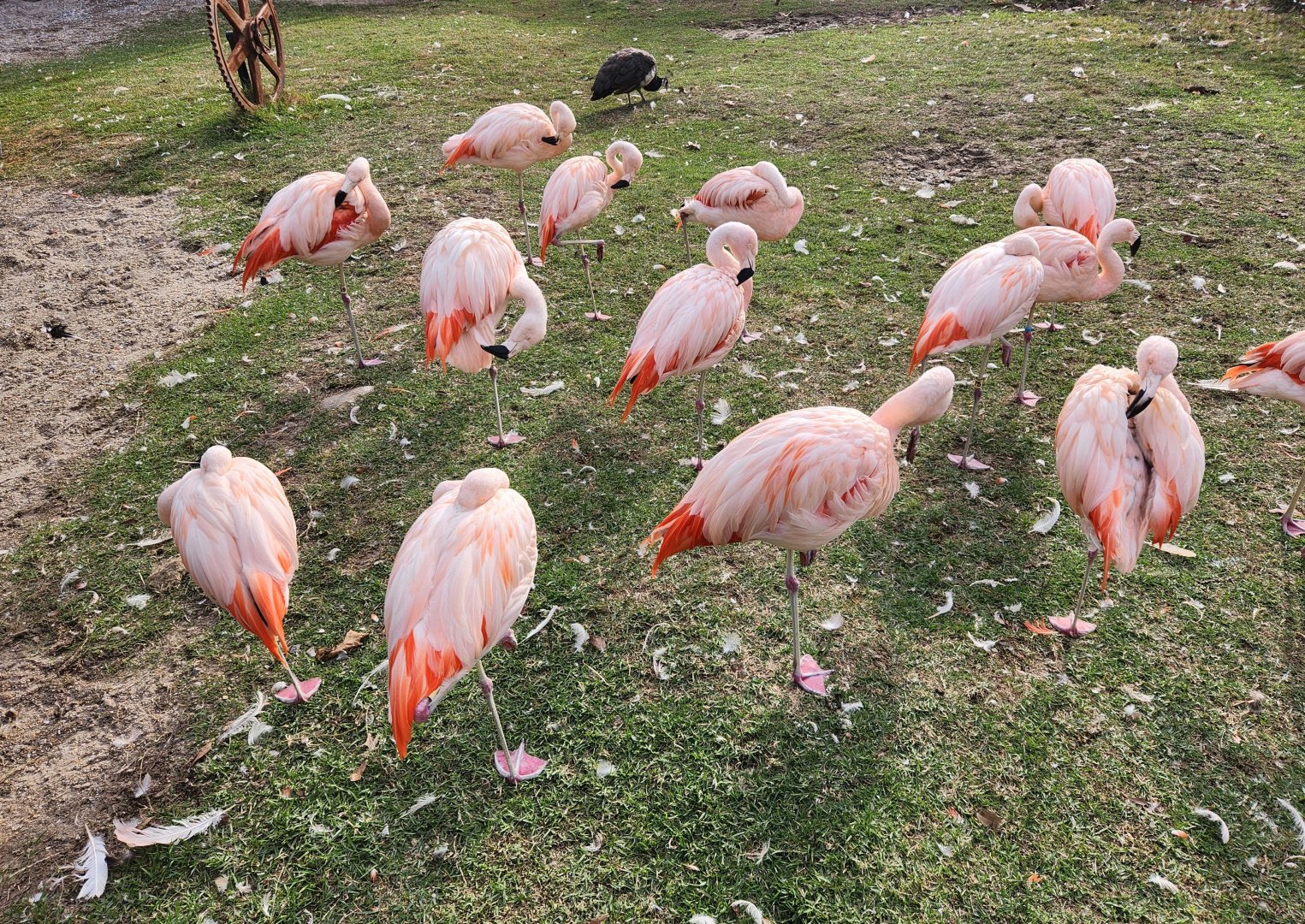Hattiesburg Zoo - Chilean Flamingoes