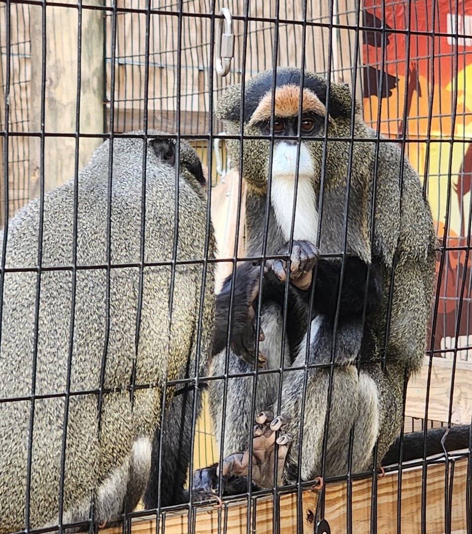 Hattiesburg Zoo - De Brazza Monkey