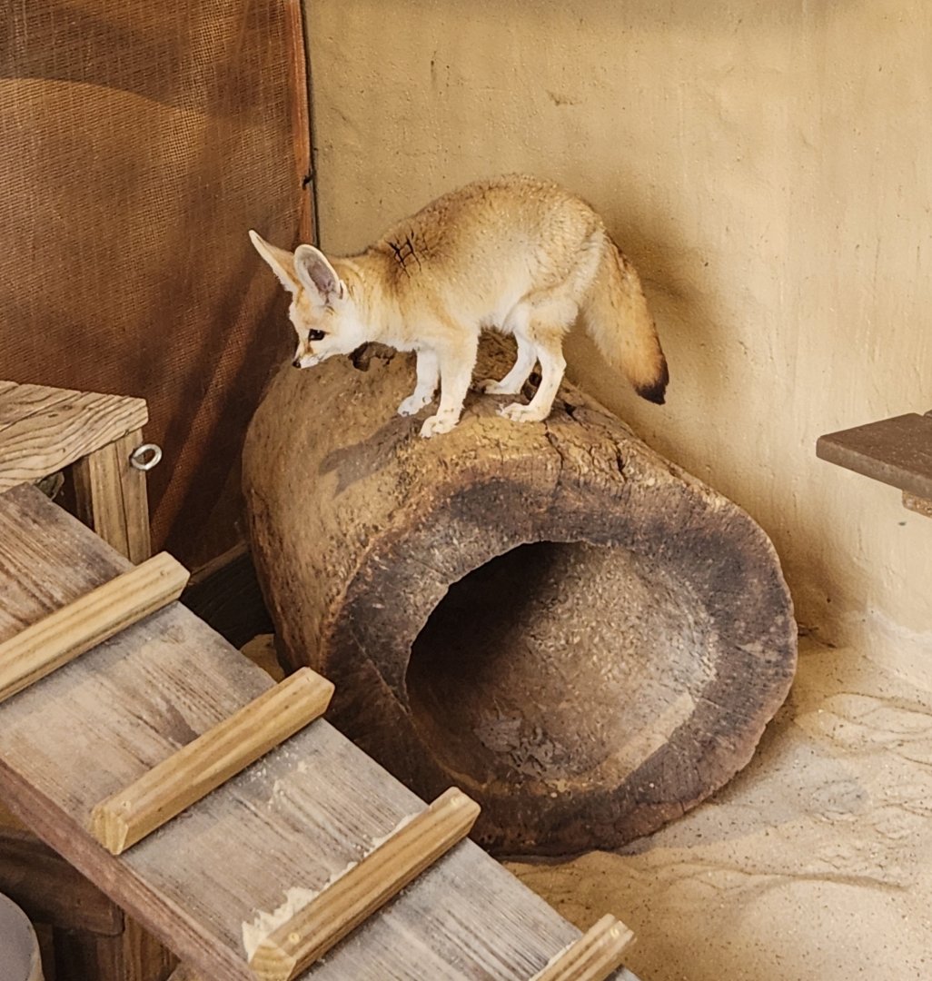 Hattiesburg Zoo - Fennec Fox