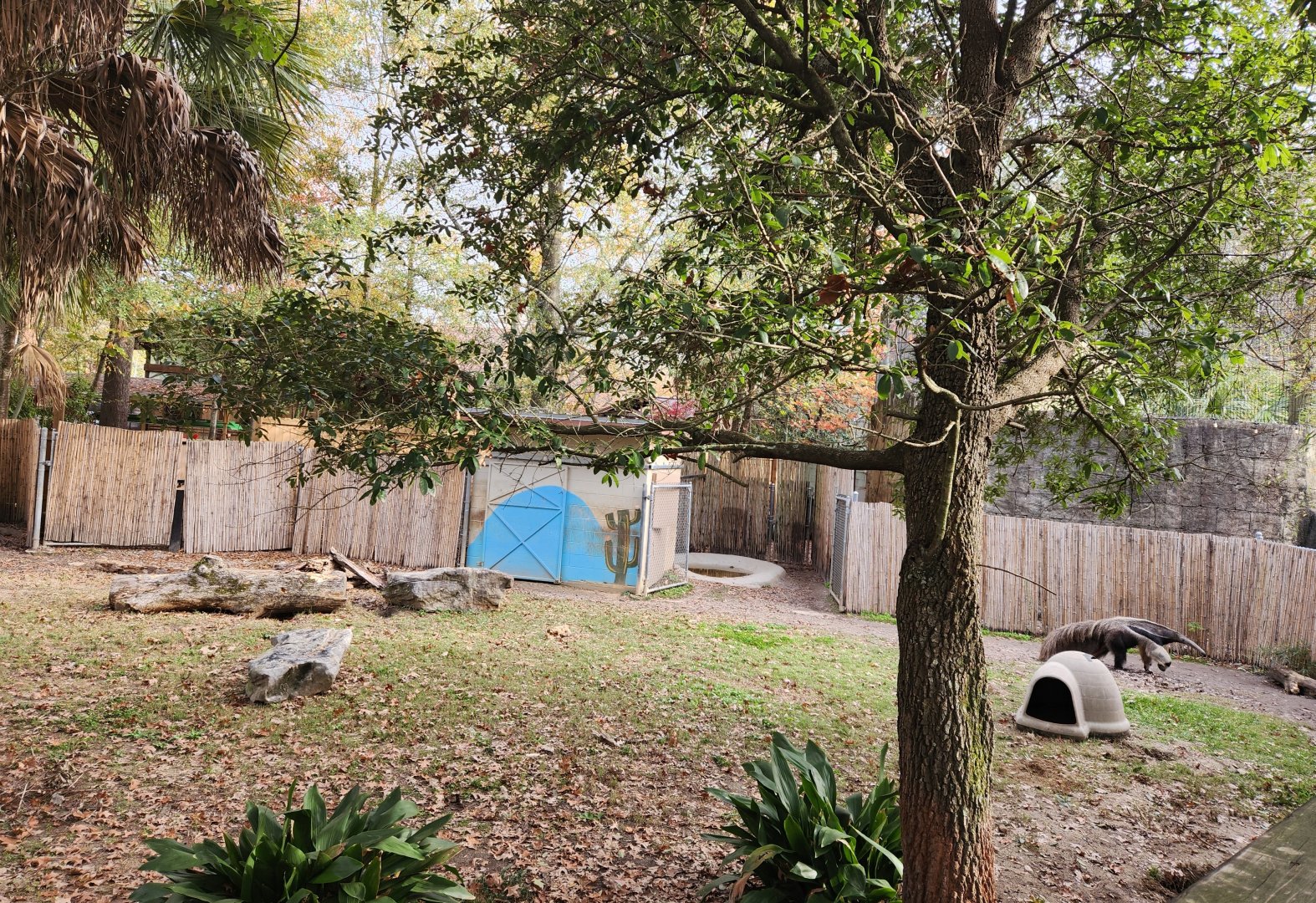 Hattiesburg Zoo - Giant Anteater enclosure