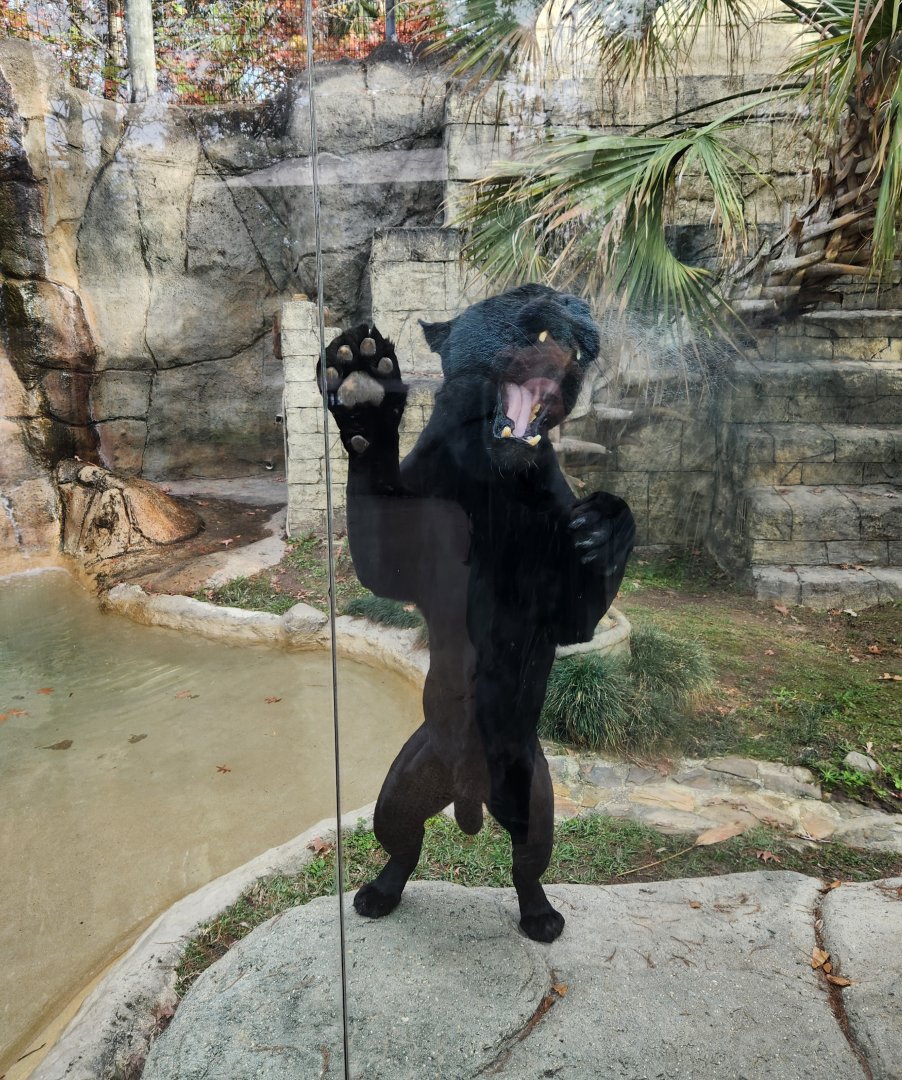 Hattiesburg Zoo - Jaguar