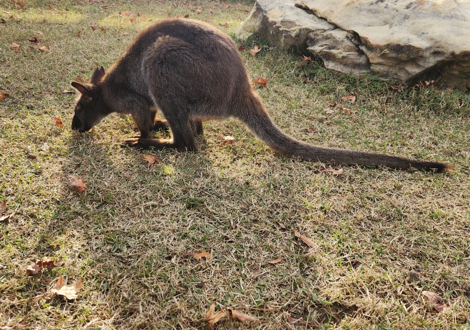 Hattiesburg Zoo - Red-necked Wallaby