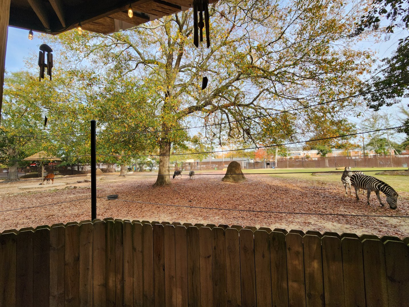 Hattiesburg Zoo - Savanna exhibit