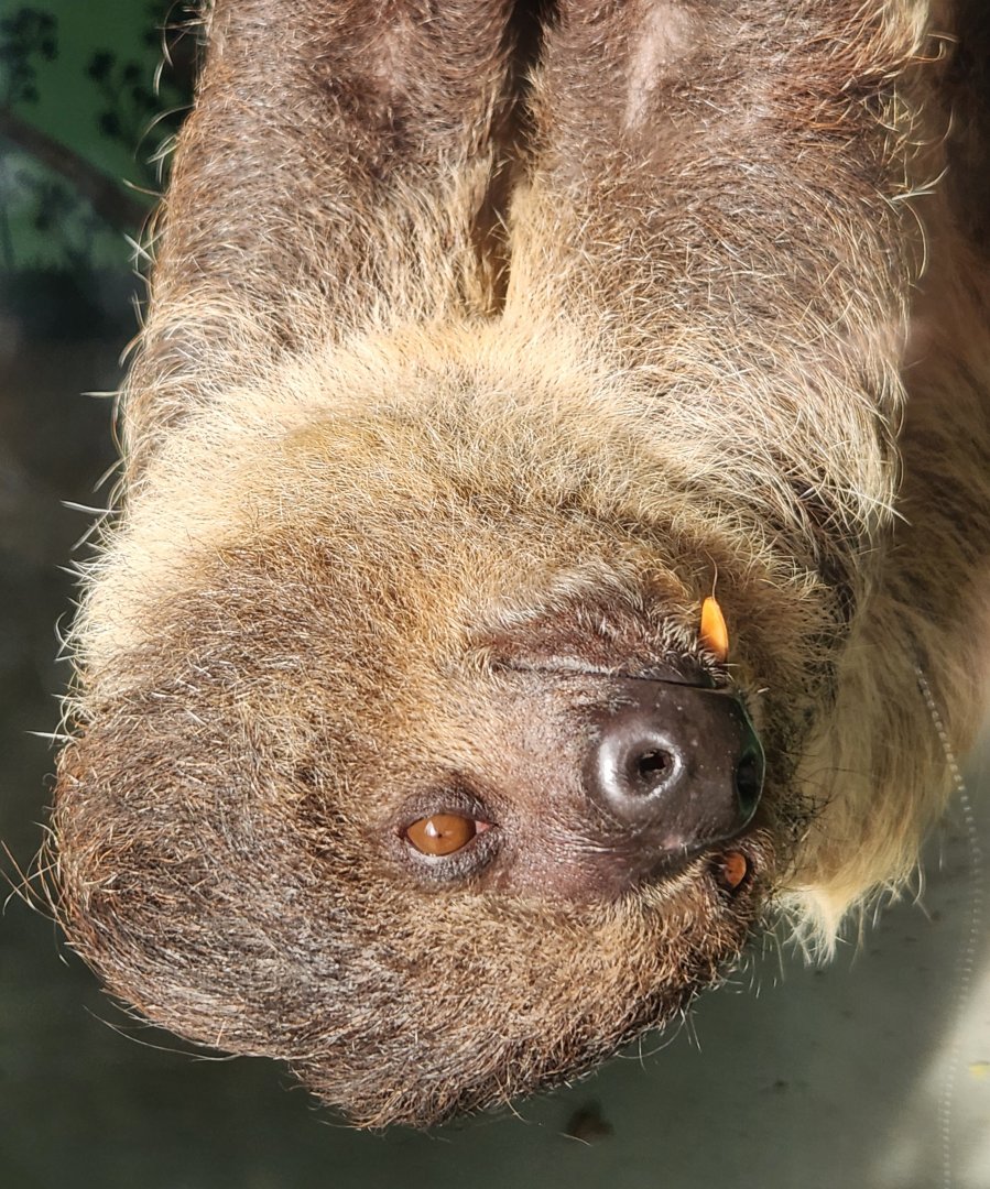 Hattiesburg Zoo - Southern Two-toed Sloth