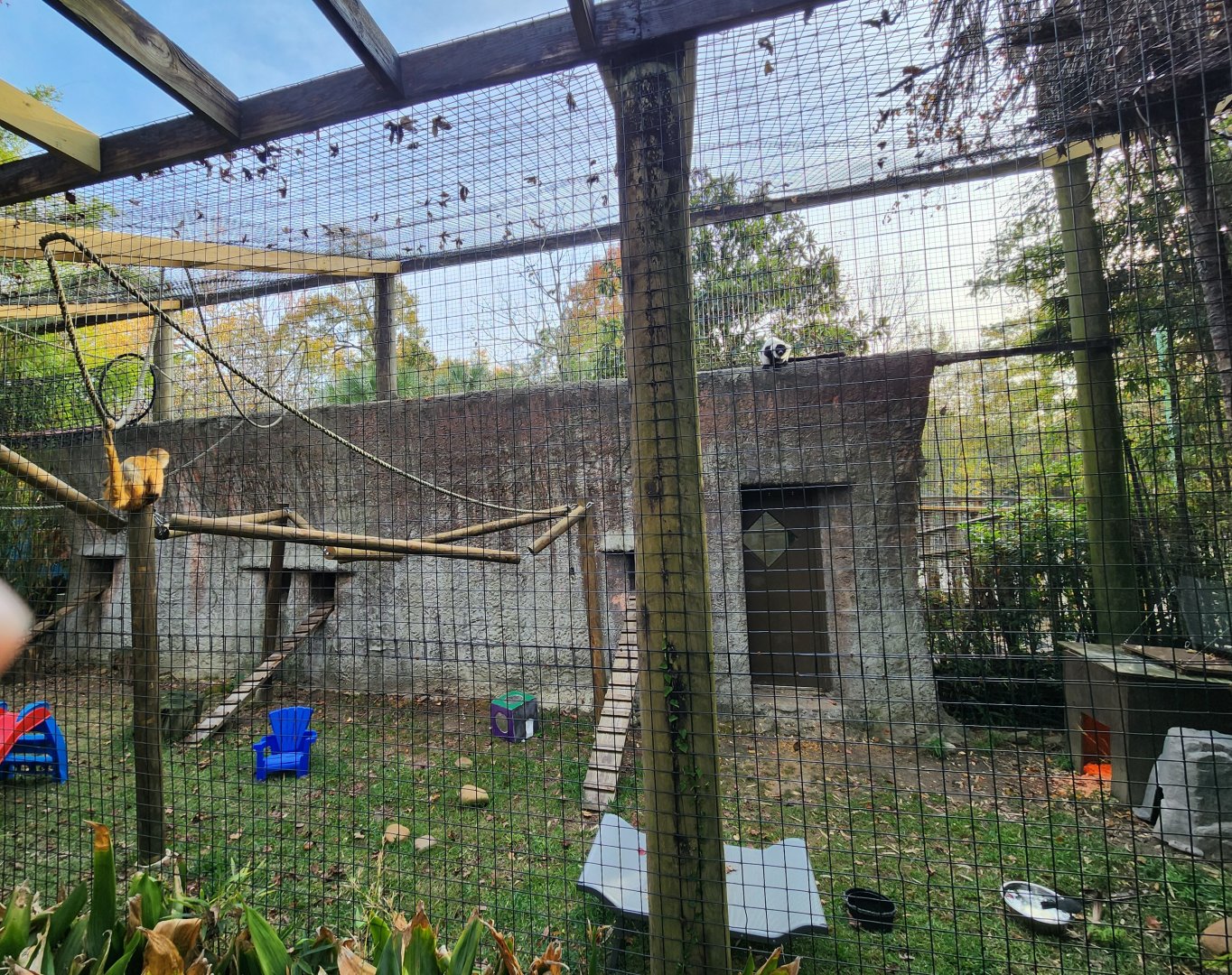 Hattiesburg Zoo - Spider monkey & Lemurs exhibit