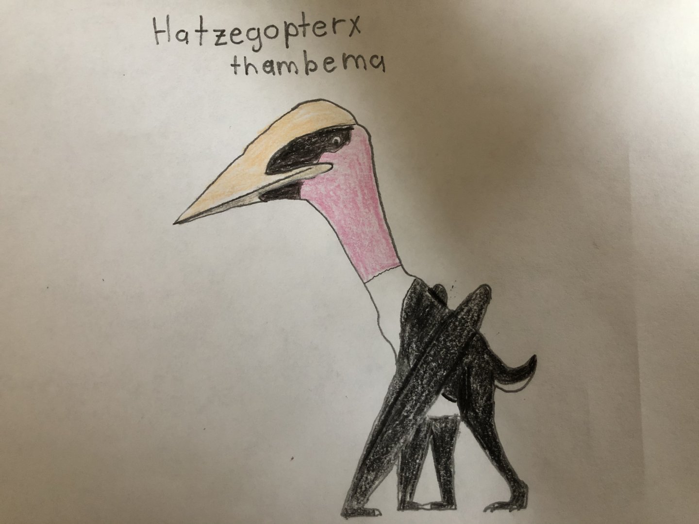 Hatzegopteryx thambema