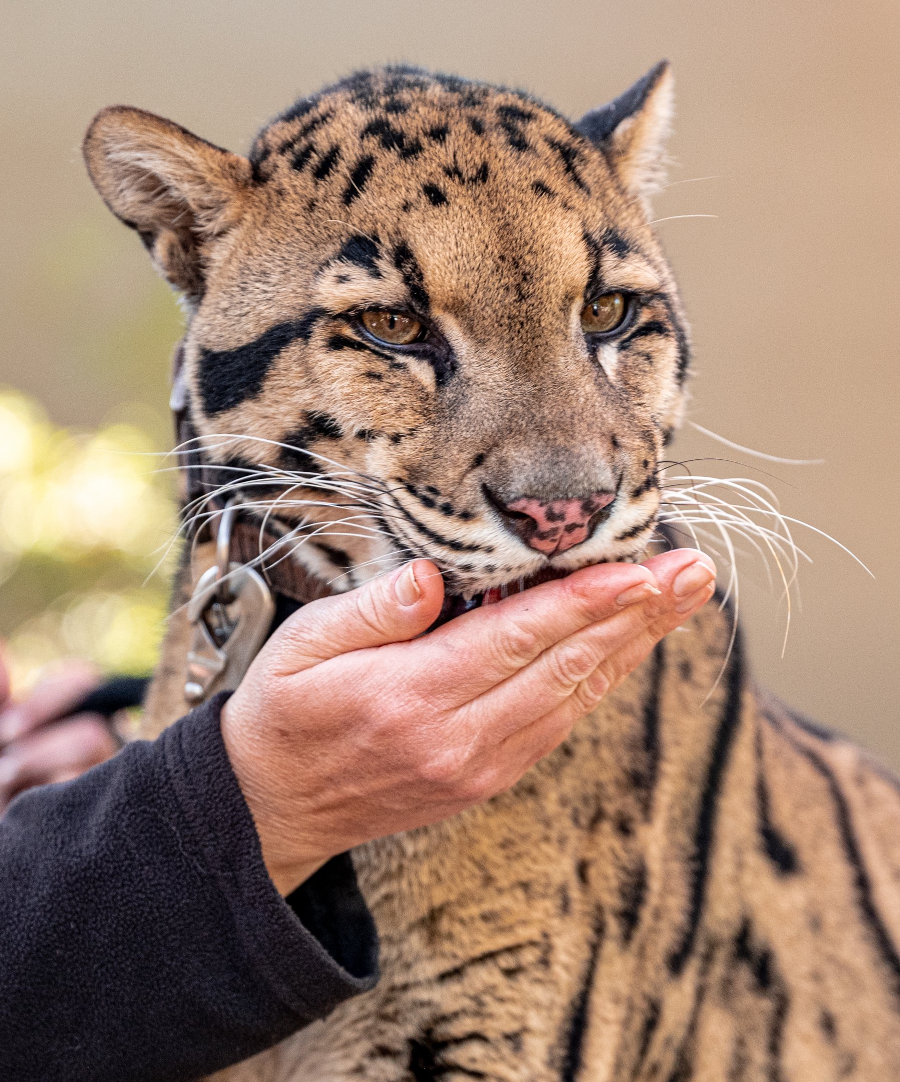 Haui the Clouded Leopard