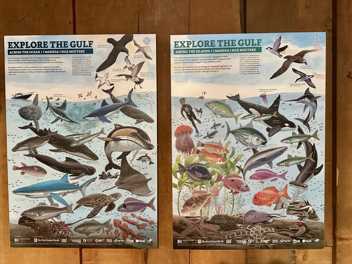 Hauraki Gulf Marine Life Signage