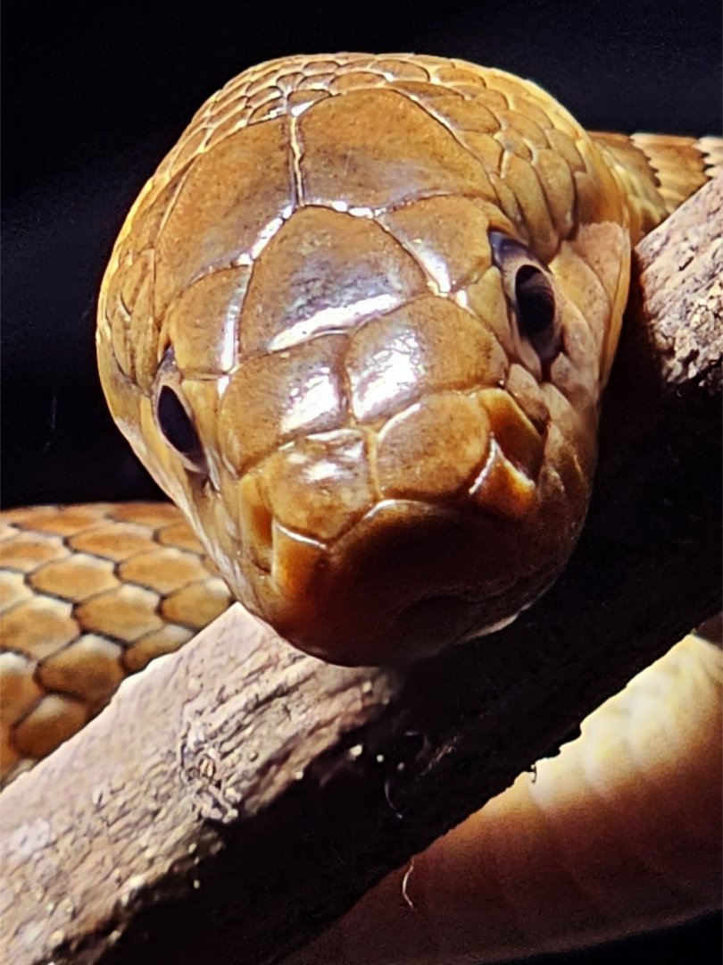 Haus der Natur - Aesculapian Snake