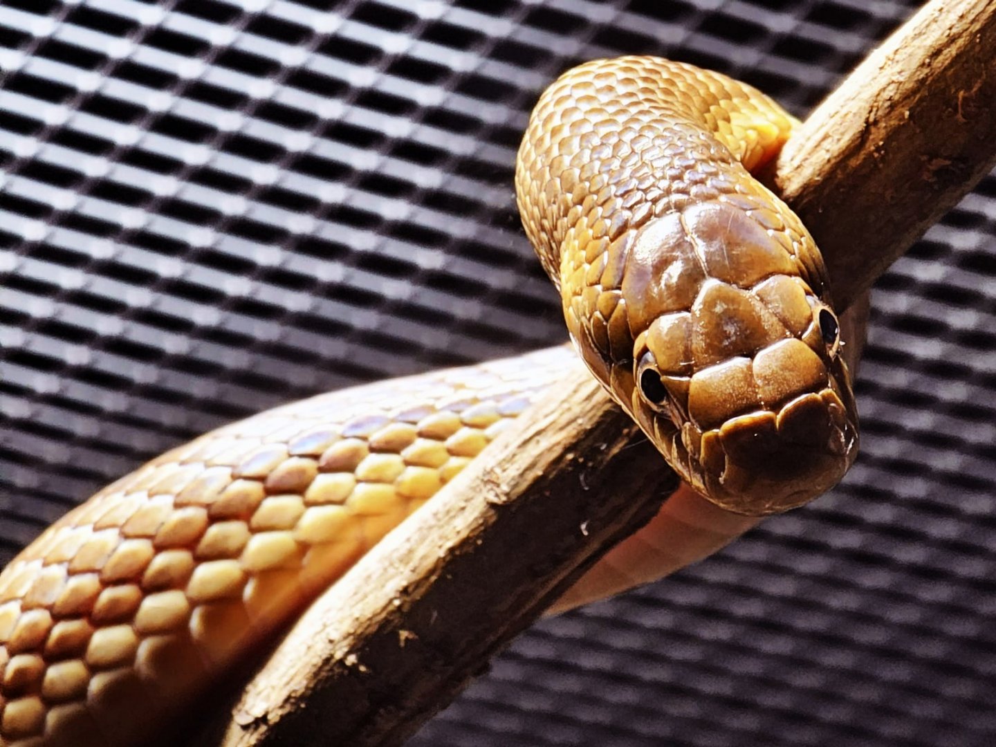Haus der Natur - Aesculapian Snake