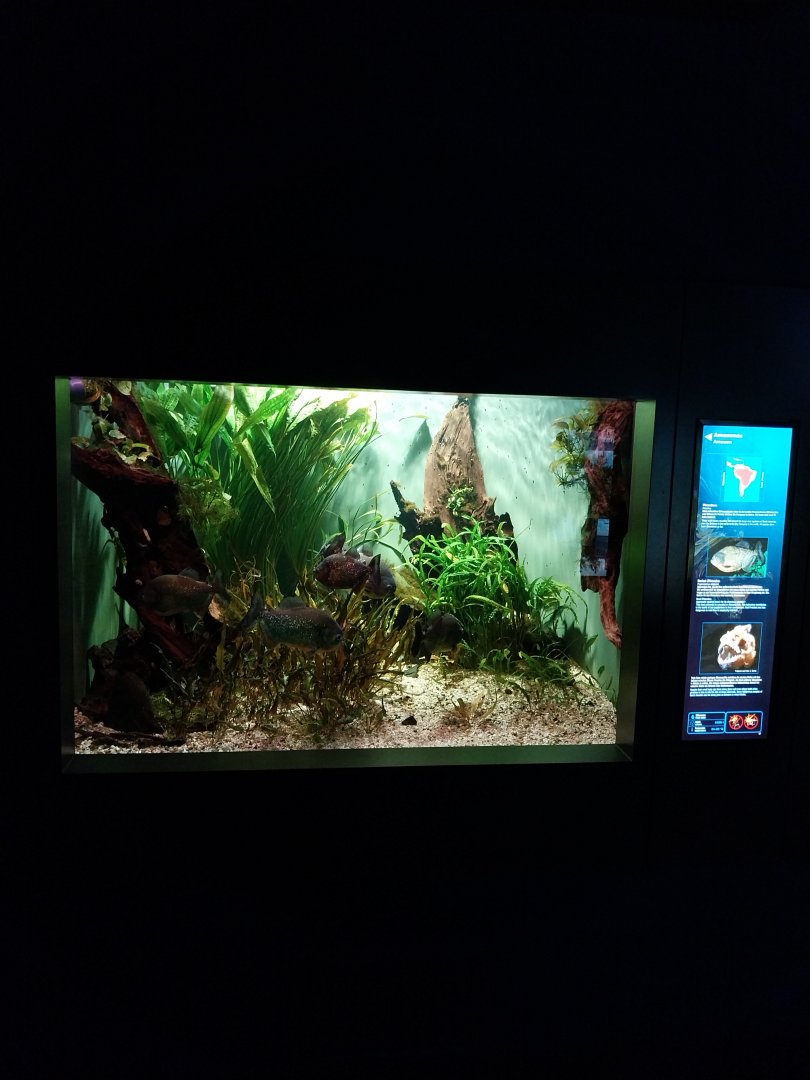 Haus der Natur - Aquarium - Amazone
